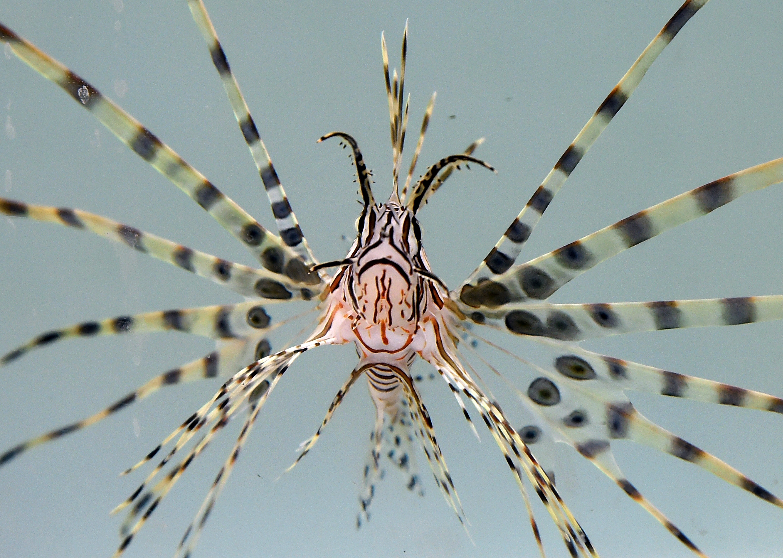 Lionfish At Artisanal Foods