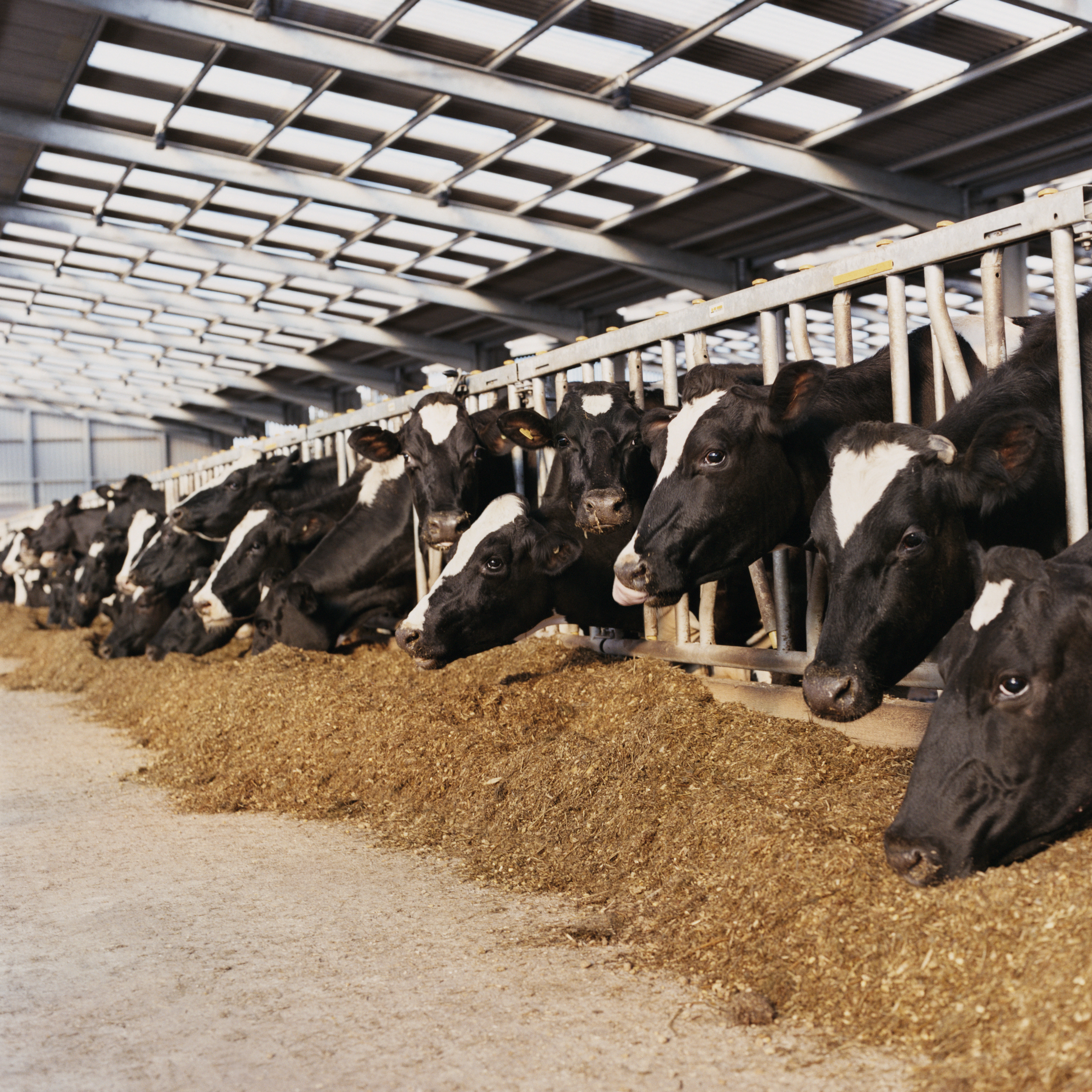 Line of Cow's Heads Trapped Behind Railings in a Barn