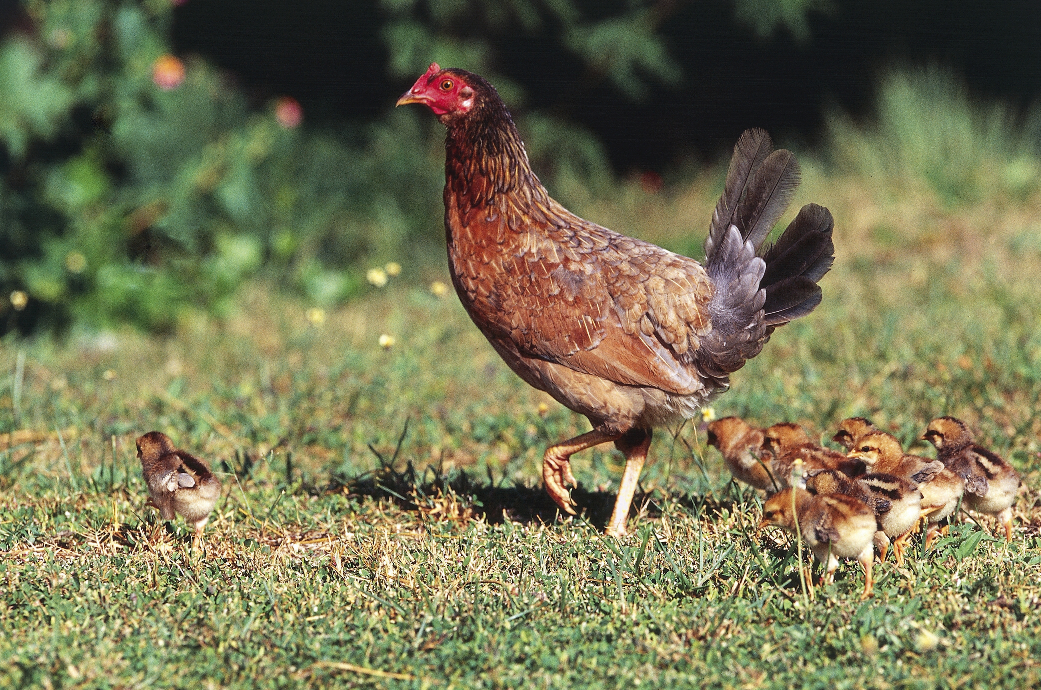 Chicken with chicks