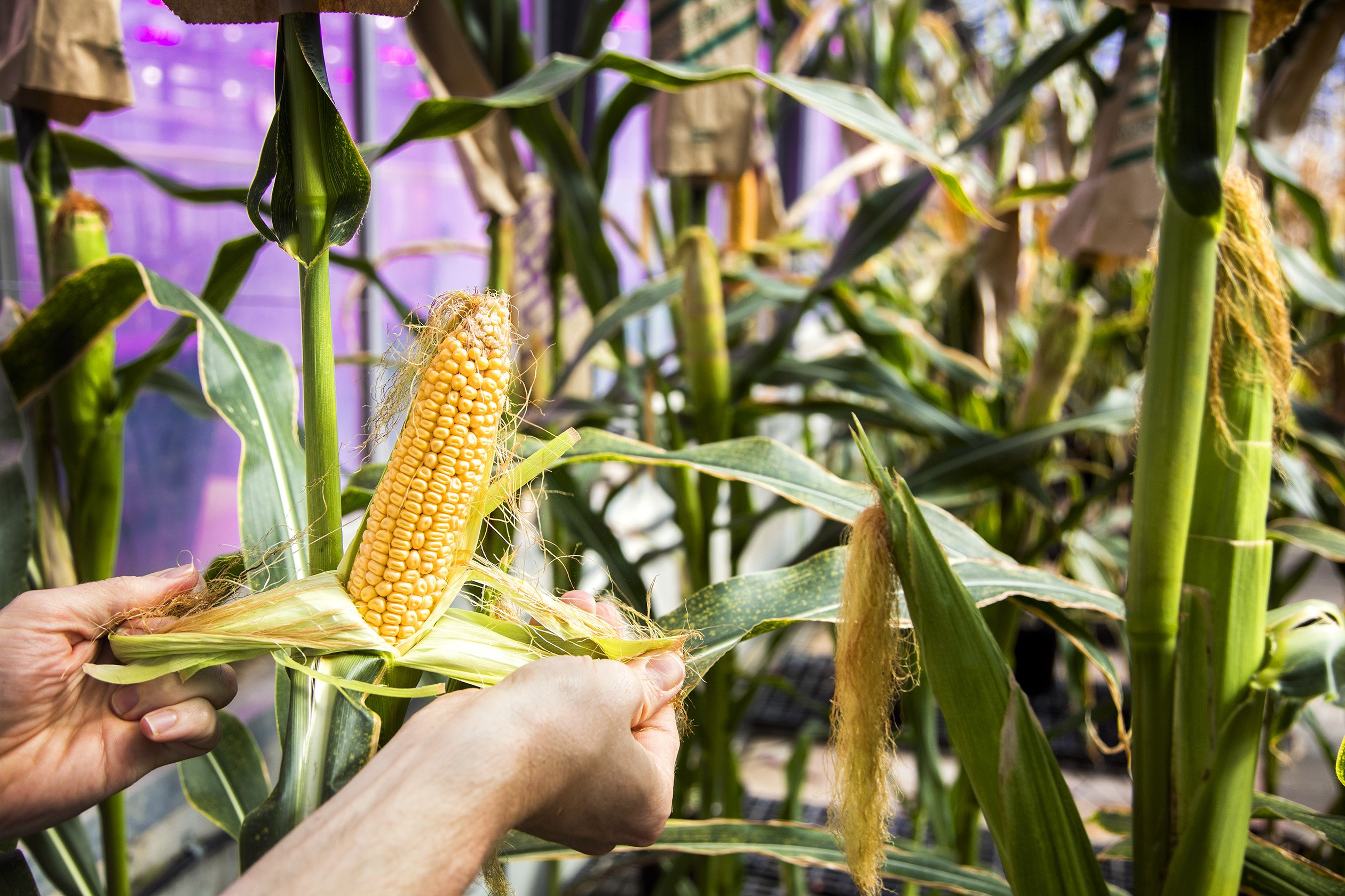 David O'Connor, corn and soy production lead, checks the quality of corn in one of Monsanto's greenhouses at its research facility in Chesterfield, Mo., on Thursday, May 5, 2016. Photo by Ryan Donnell.
