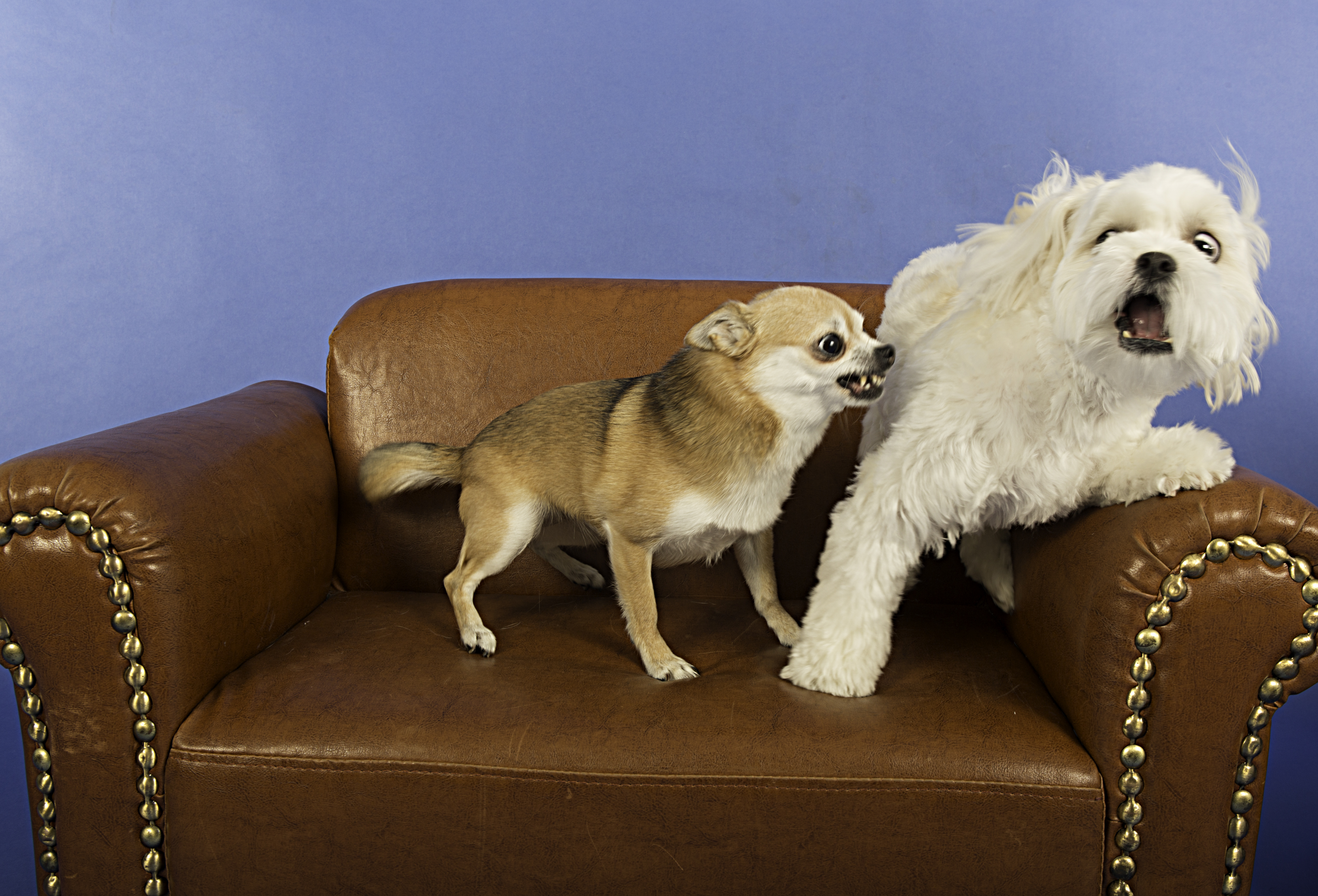 Socializing Adult Dogs- OMG I'm scared!