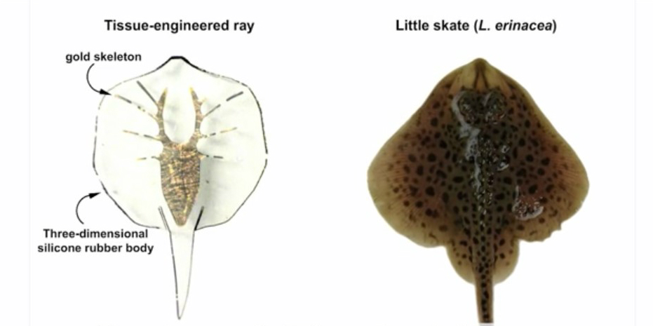 robotic ray and real skate