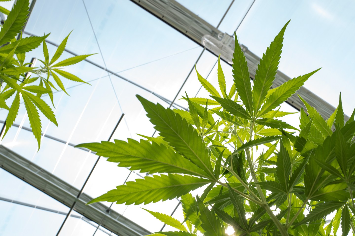 Marijuana Grow Near Albany For State's Legal Medical Marijuana Dispensaries
