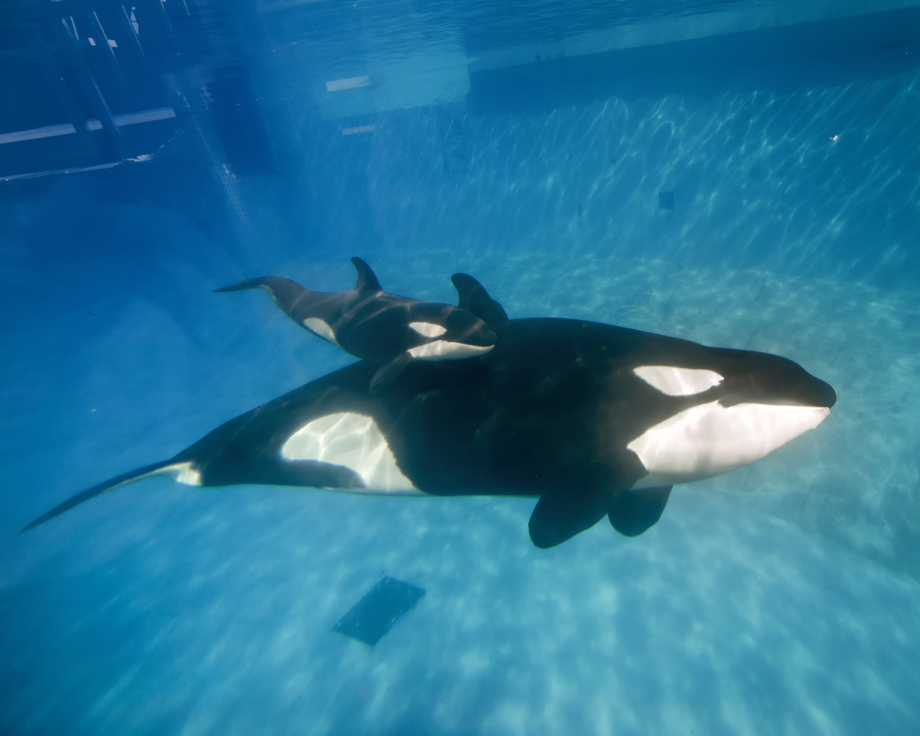 Killler Whale Calf At SeaWorld San Diego