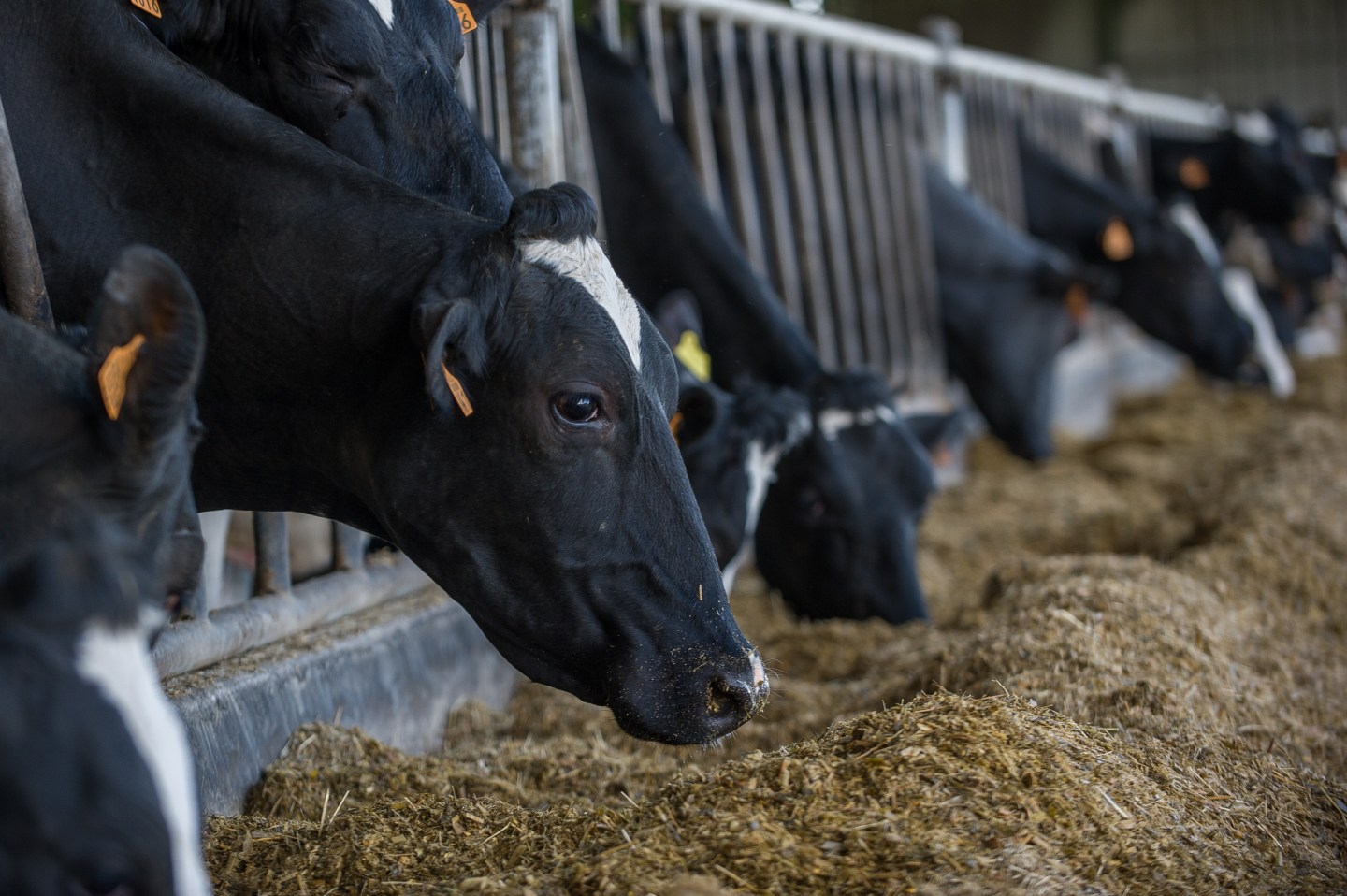 FRANCE-AGRICULTURE-DAIRY-MILK-QUOTAS
