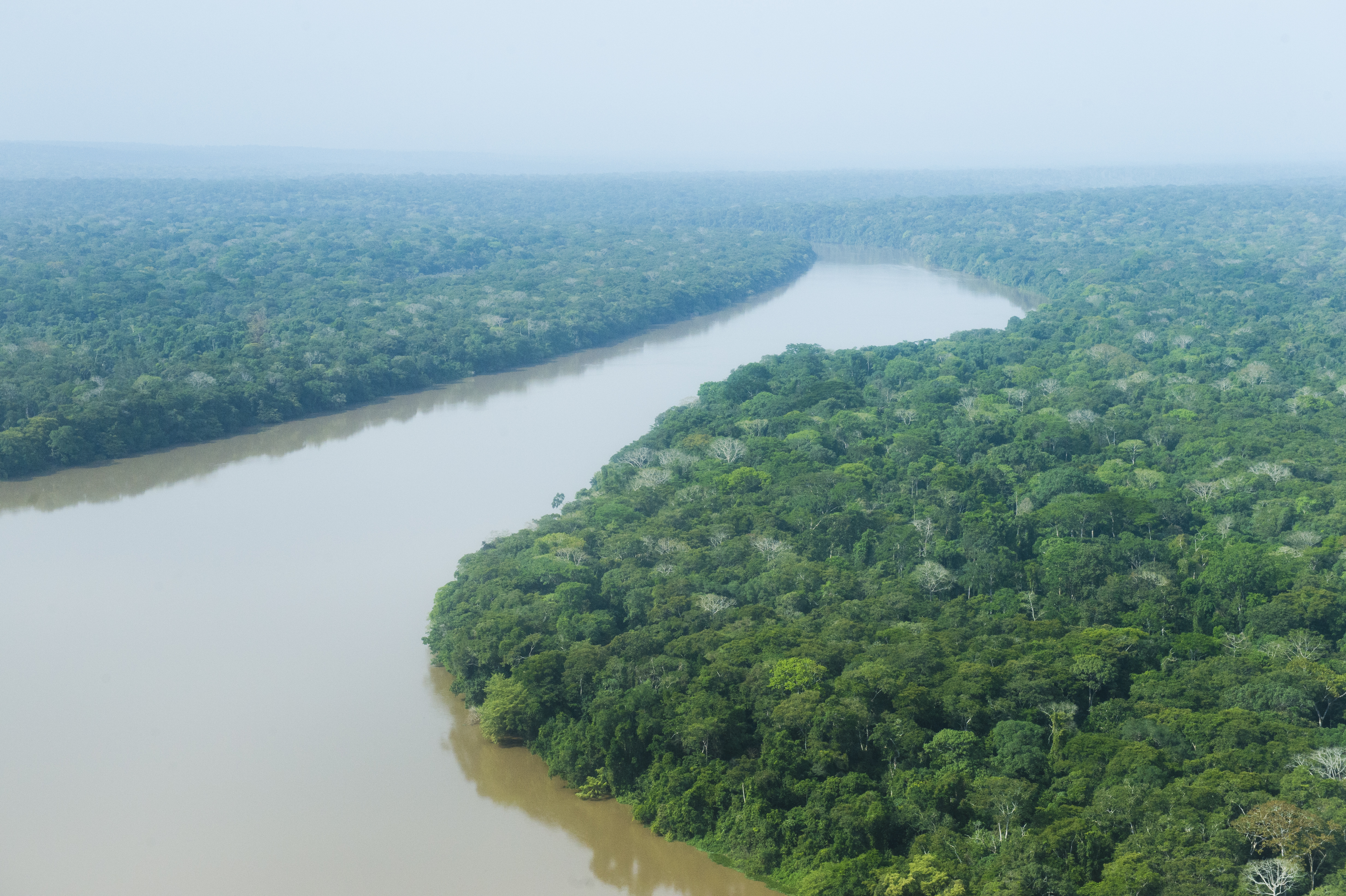 Rainforest around Sangha-River