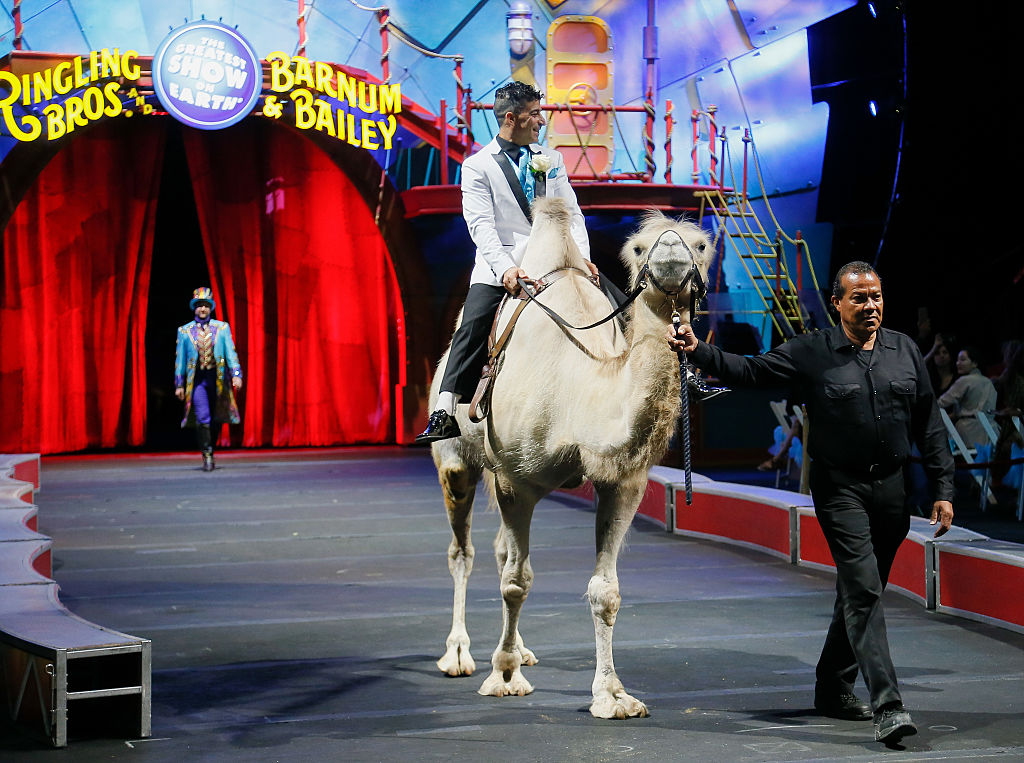 "Love Is In The Air" An XTREME High Wire Wedding At Ringling Bros. And Barnum &amp; Bailey