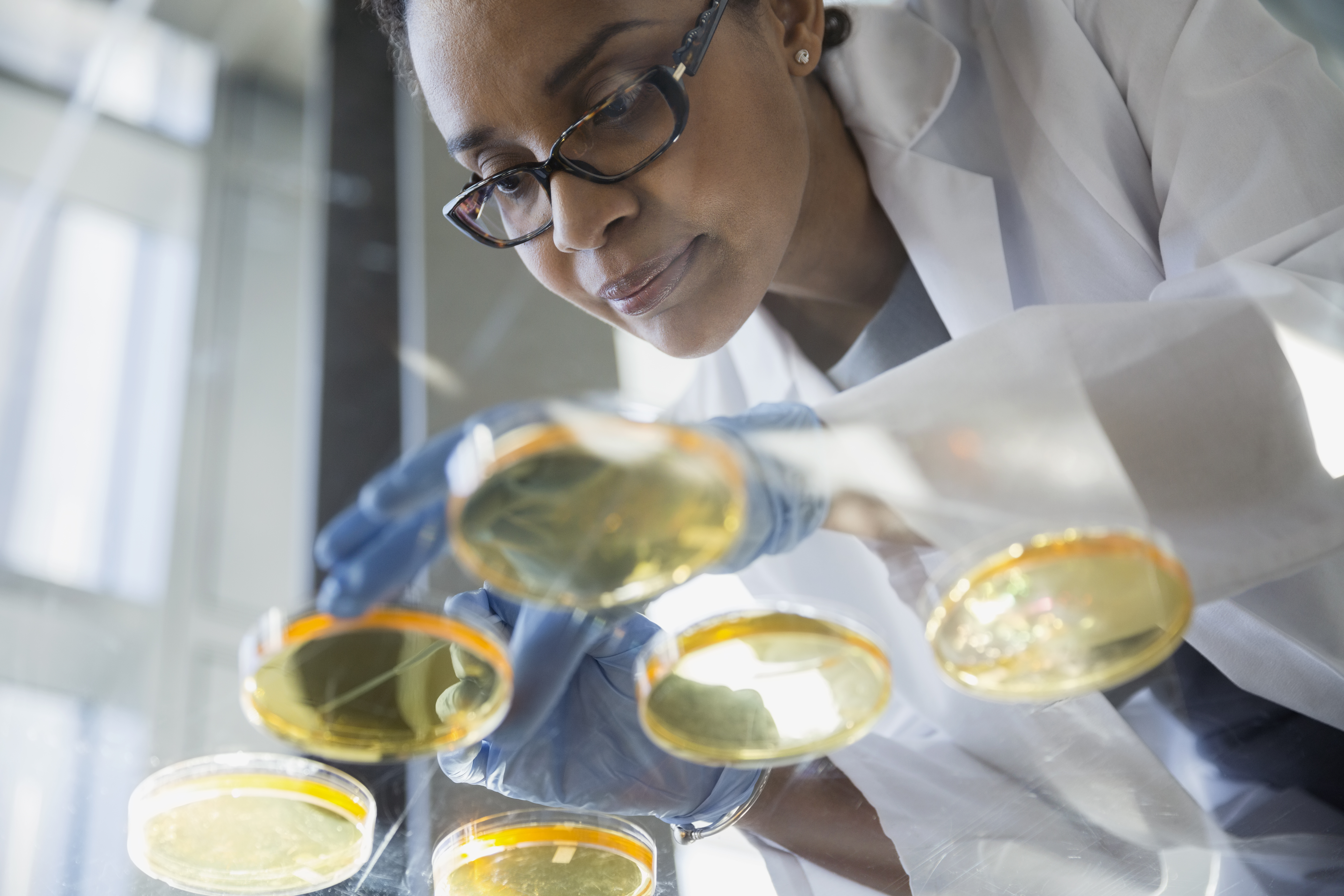 Focused scientist examining petri dishes