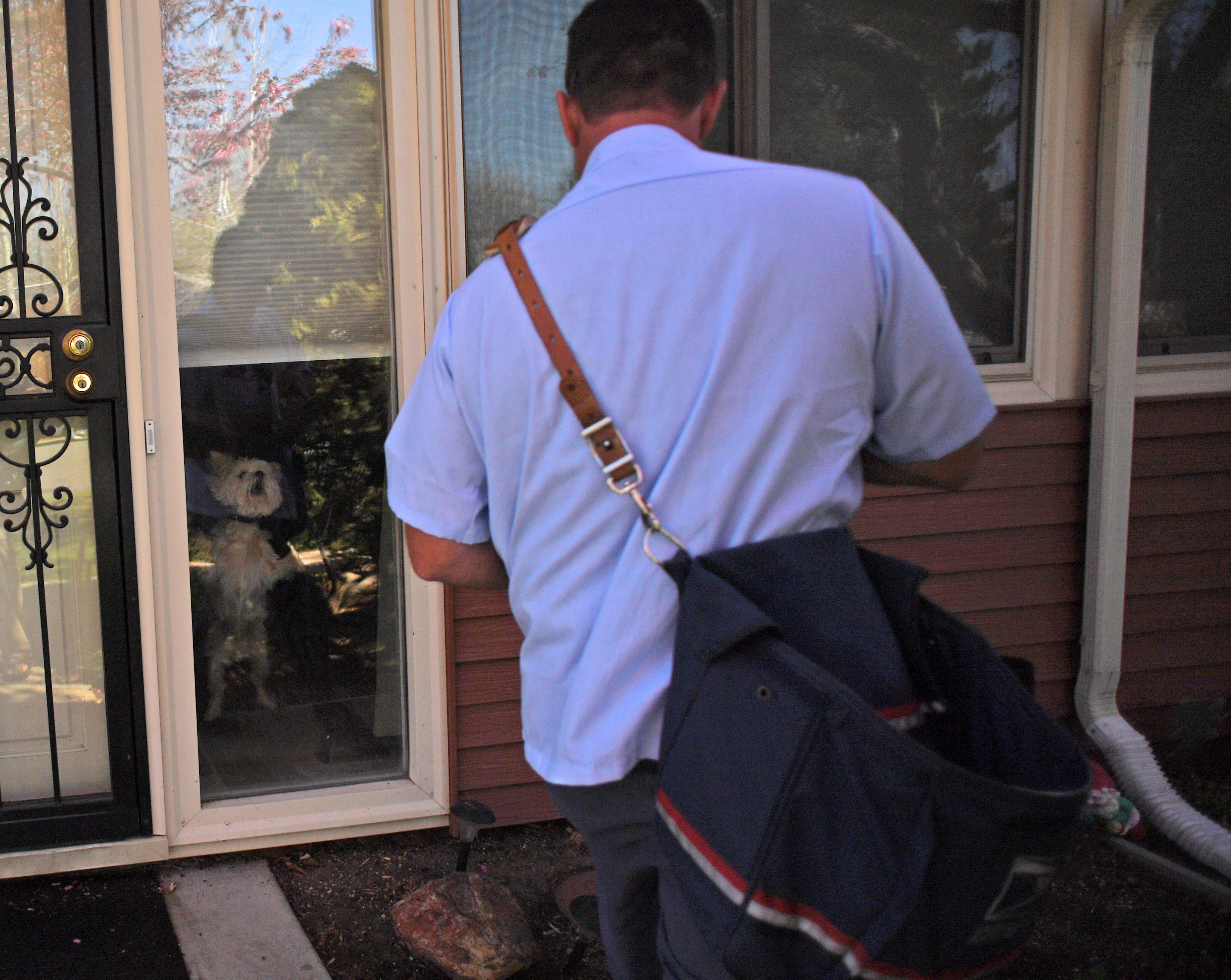 Letter carriers and dogs