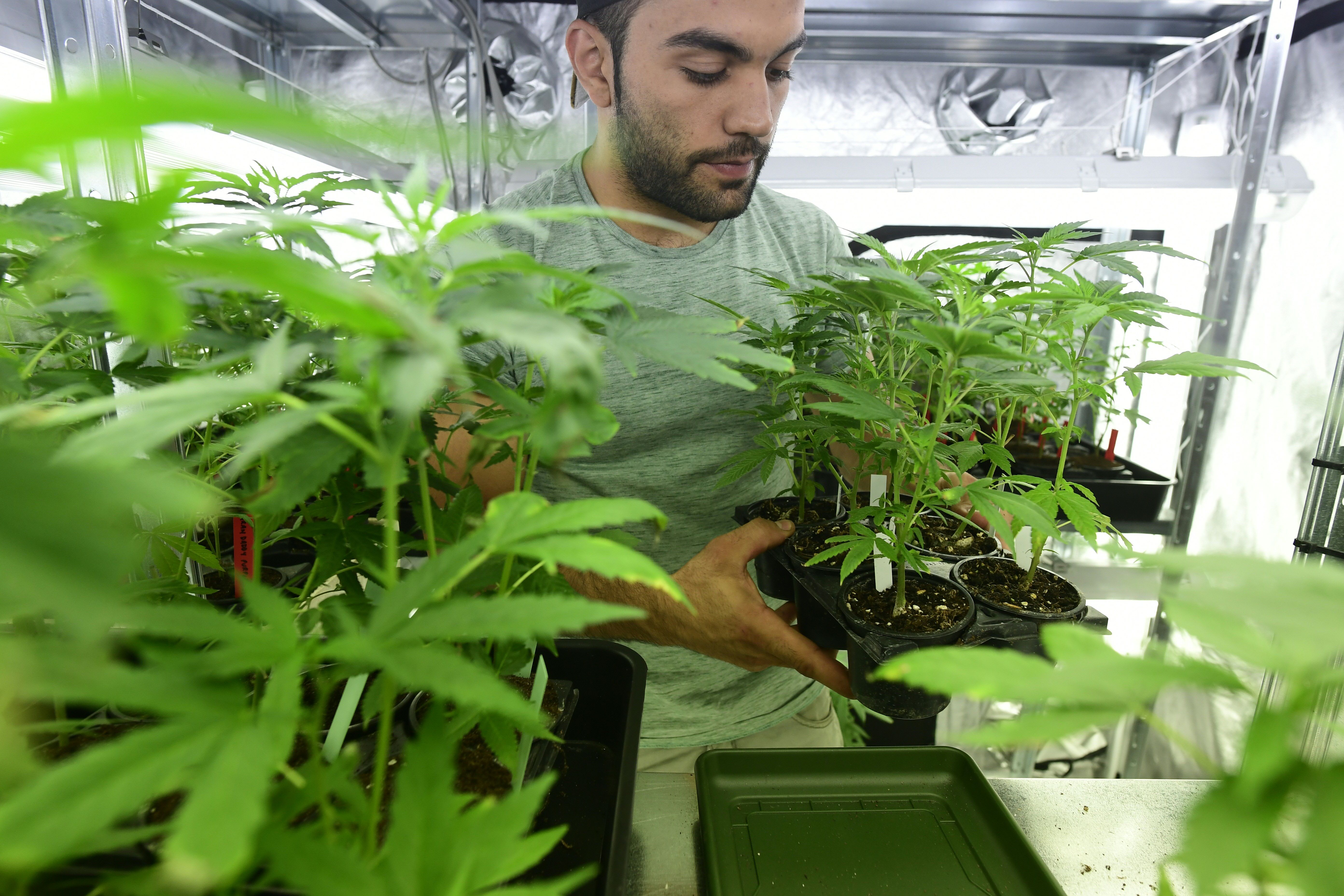 A Marijuana store