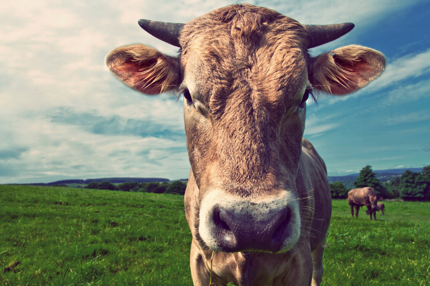 How Genetically Modified Cows Could Help Us Beat One of the World’s Deadliest Viruses