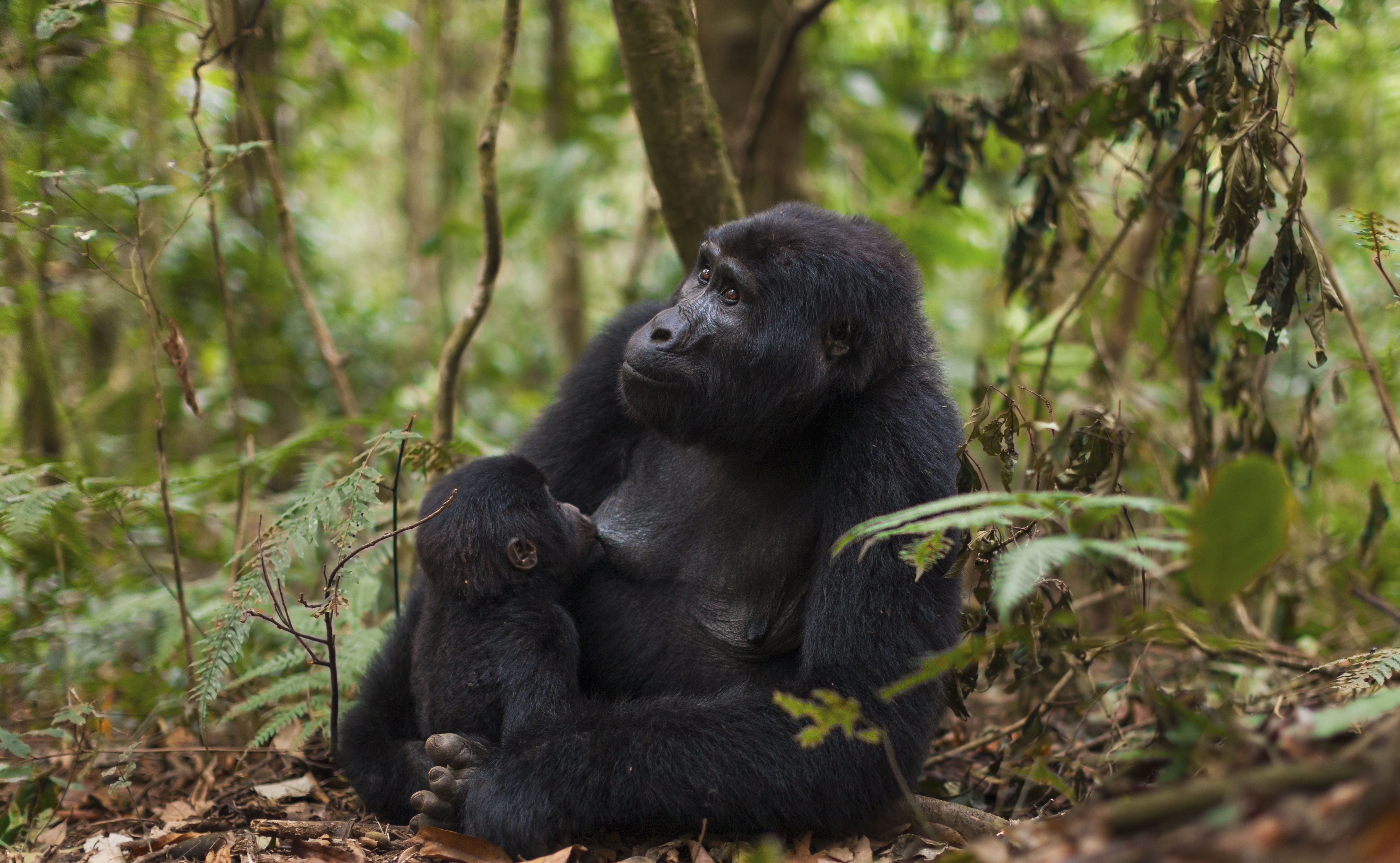 Mountain gorilla and juvenile, Volcanoes National Park, Rwanda