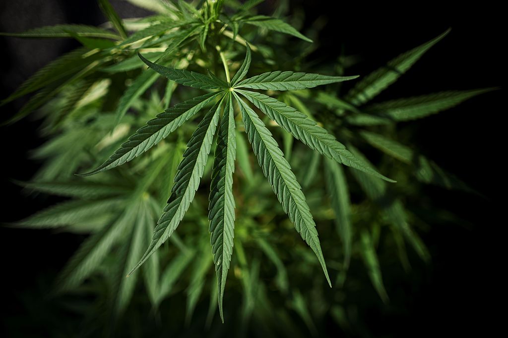 COLOMBIA-MARIJUANA