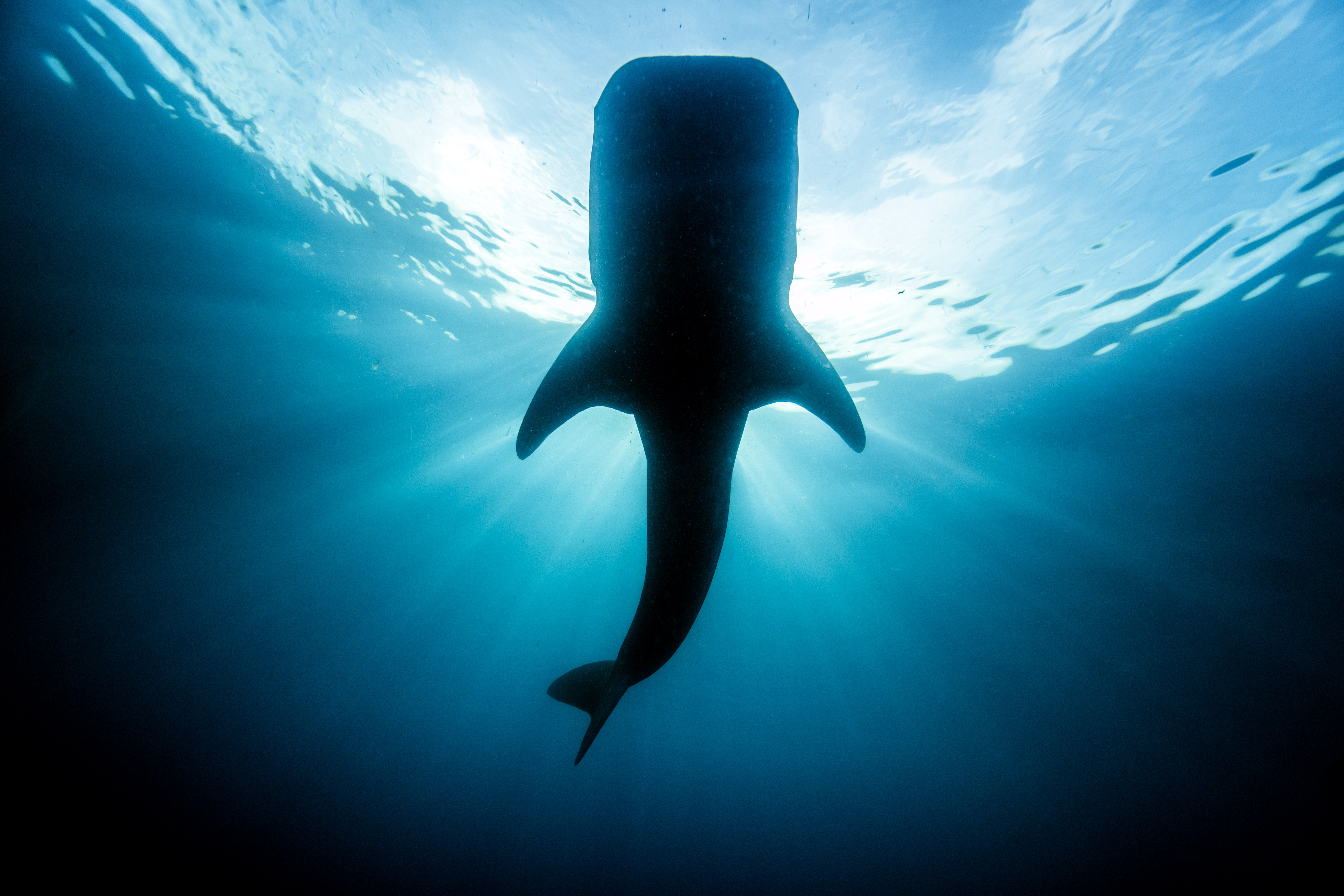 Whale shark during filming of Legacy Part 2