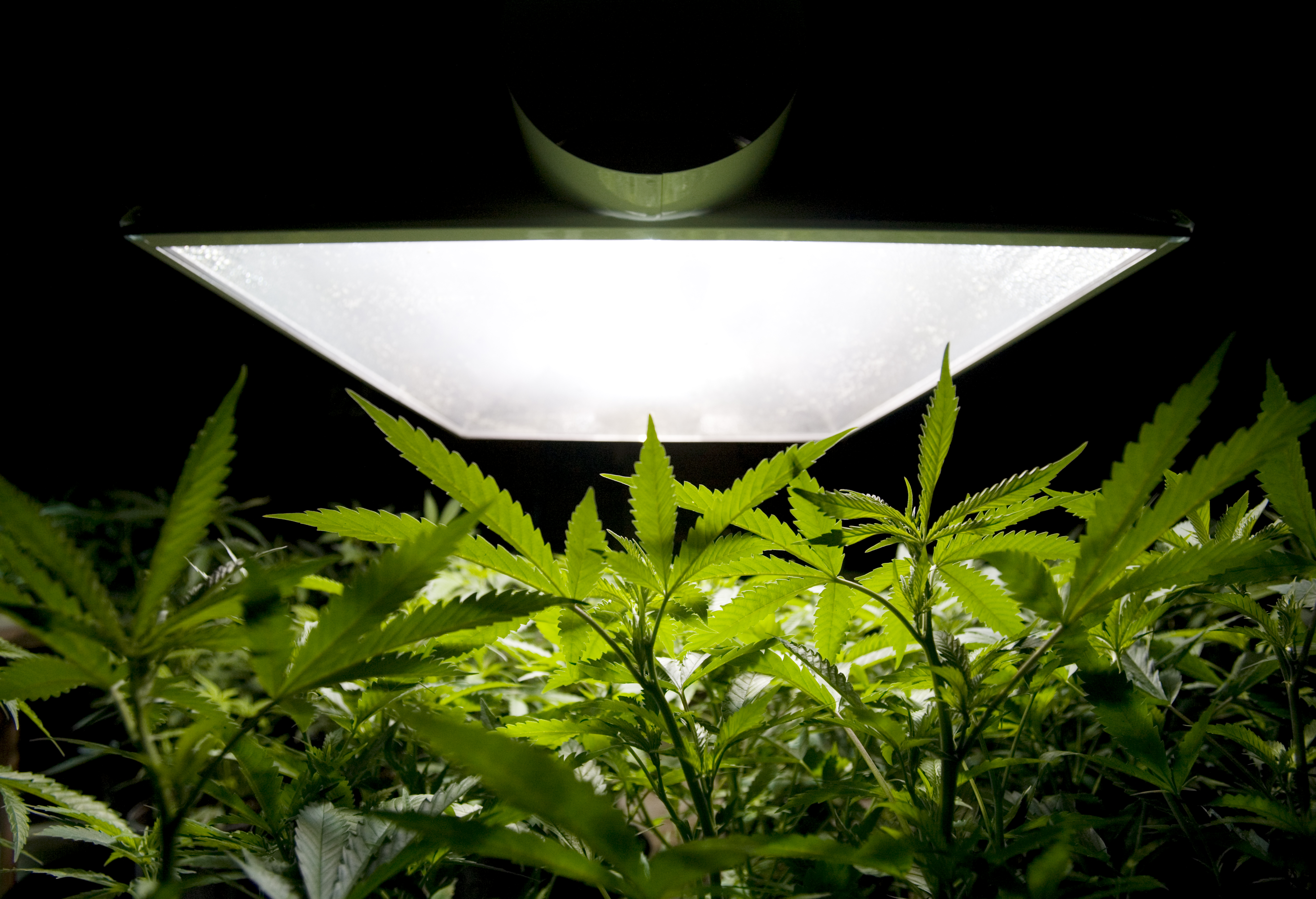 Marijuana plant