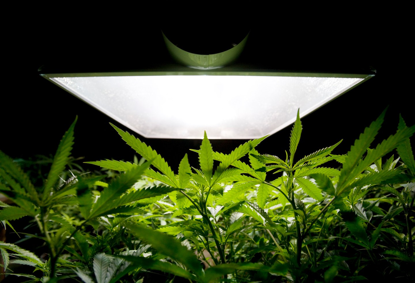 Marijuana plant