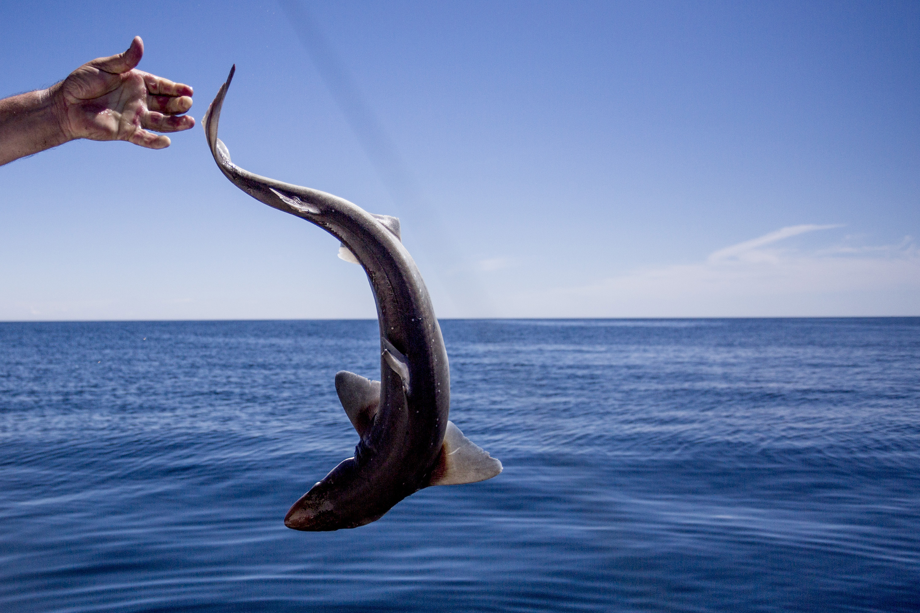 Ultrasound on pregnant sharks