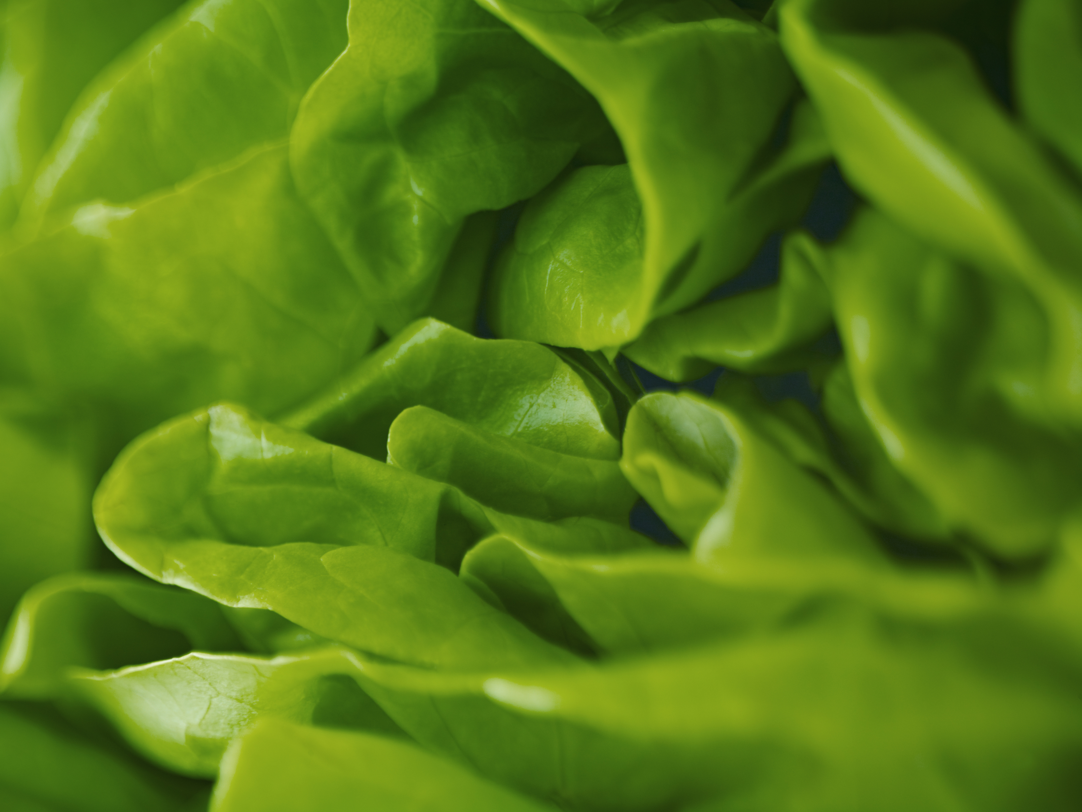 Extreme close up of round lettuce