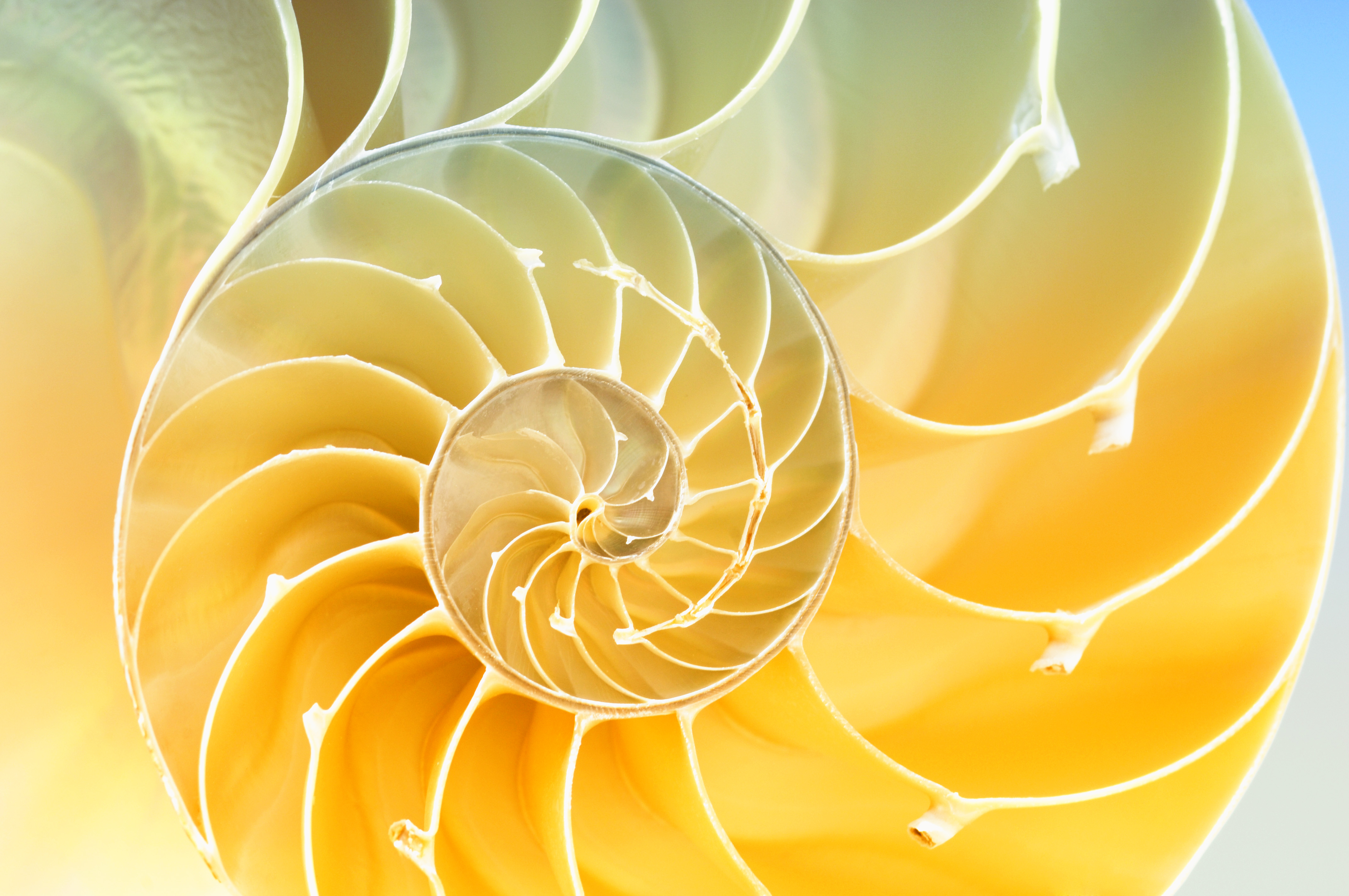 nautilus shell