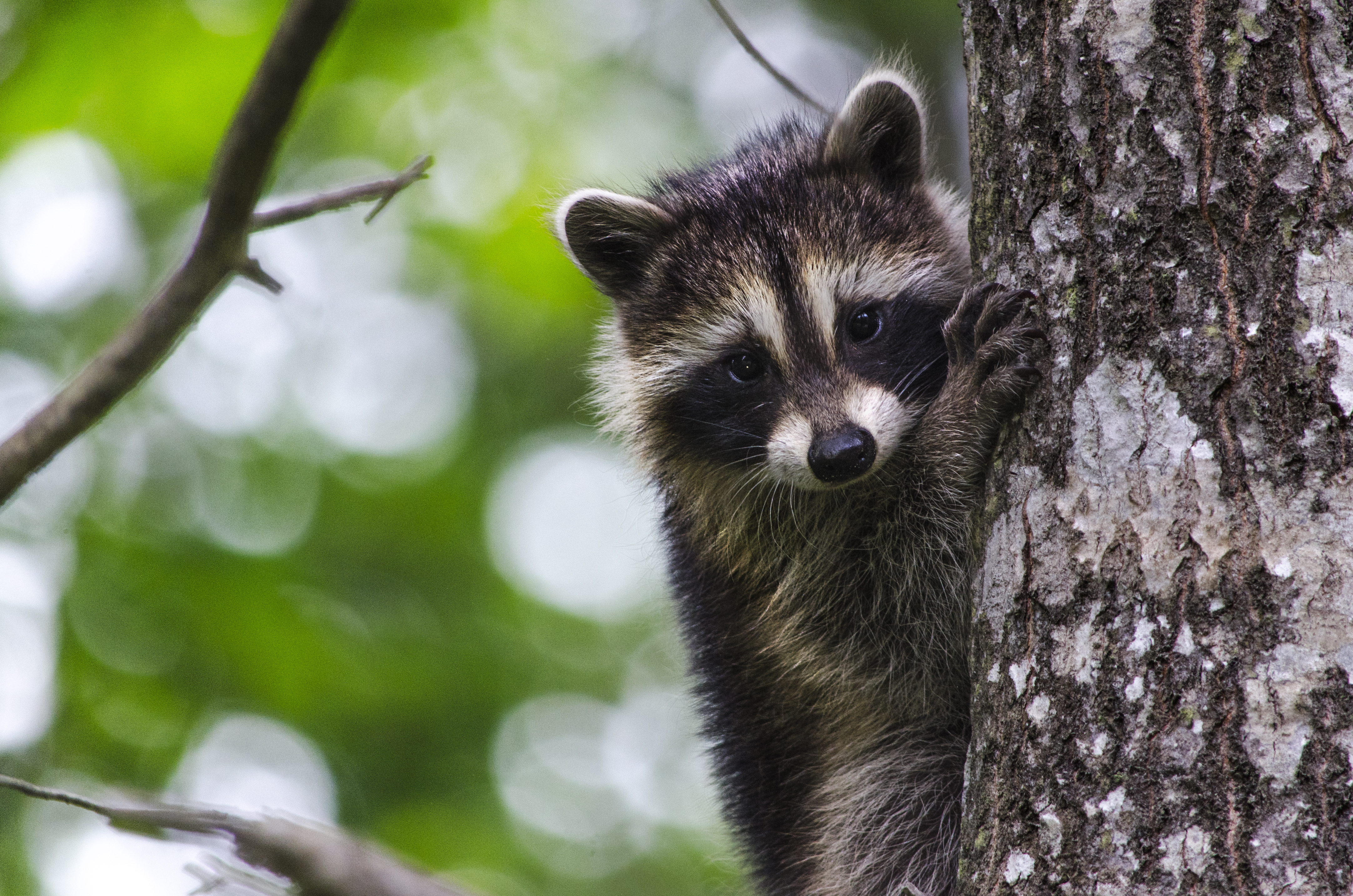 Baby Raccoon