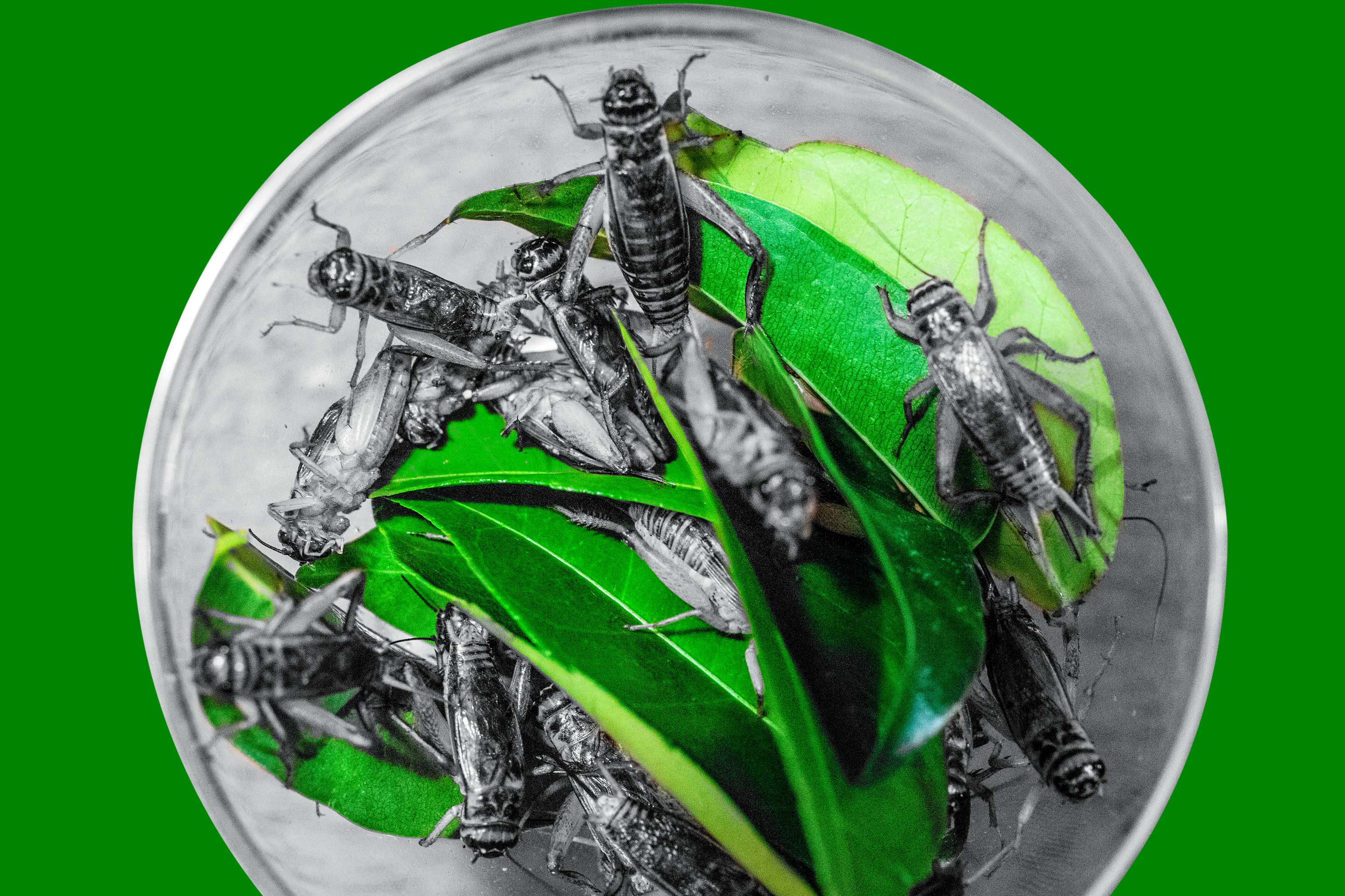 Live Aspire crickets on a bed of citrus leaves at Saison Hospitality Group’s R&D kitchen. The restaurant is partnering with Aspire to develop dishes that incorporate crickets.