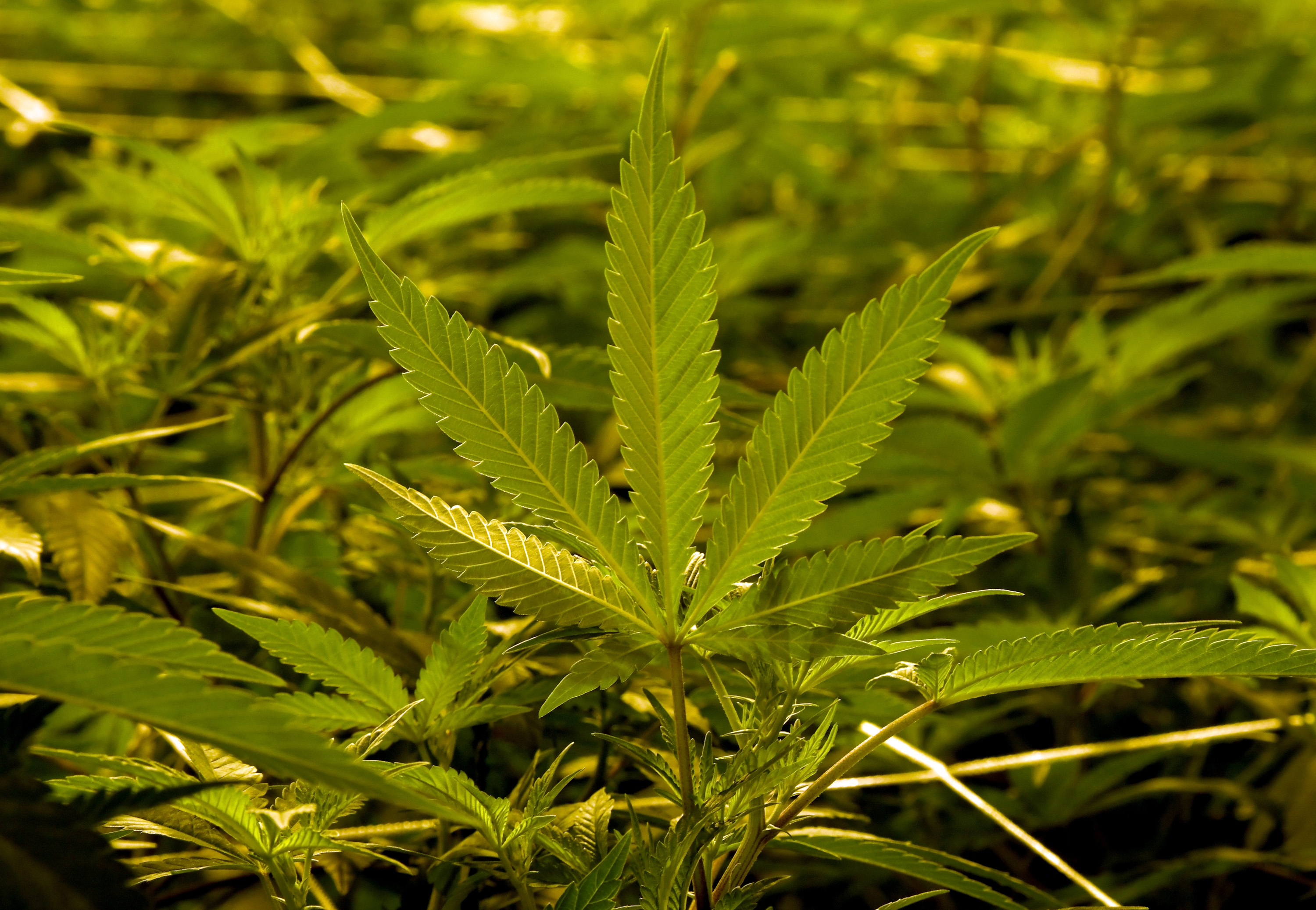 Marijuana Cultivation Center In Nevada Ramps Up Production As State Legalizes Recreation Use Of Weed