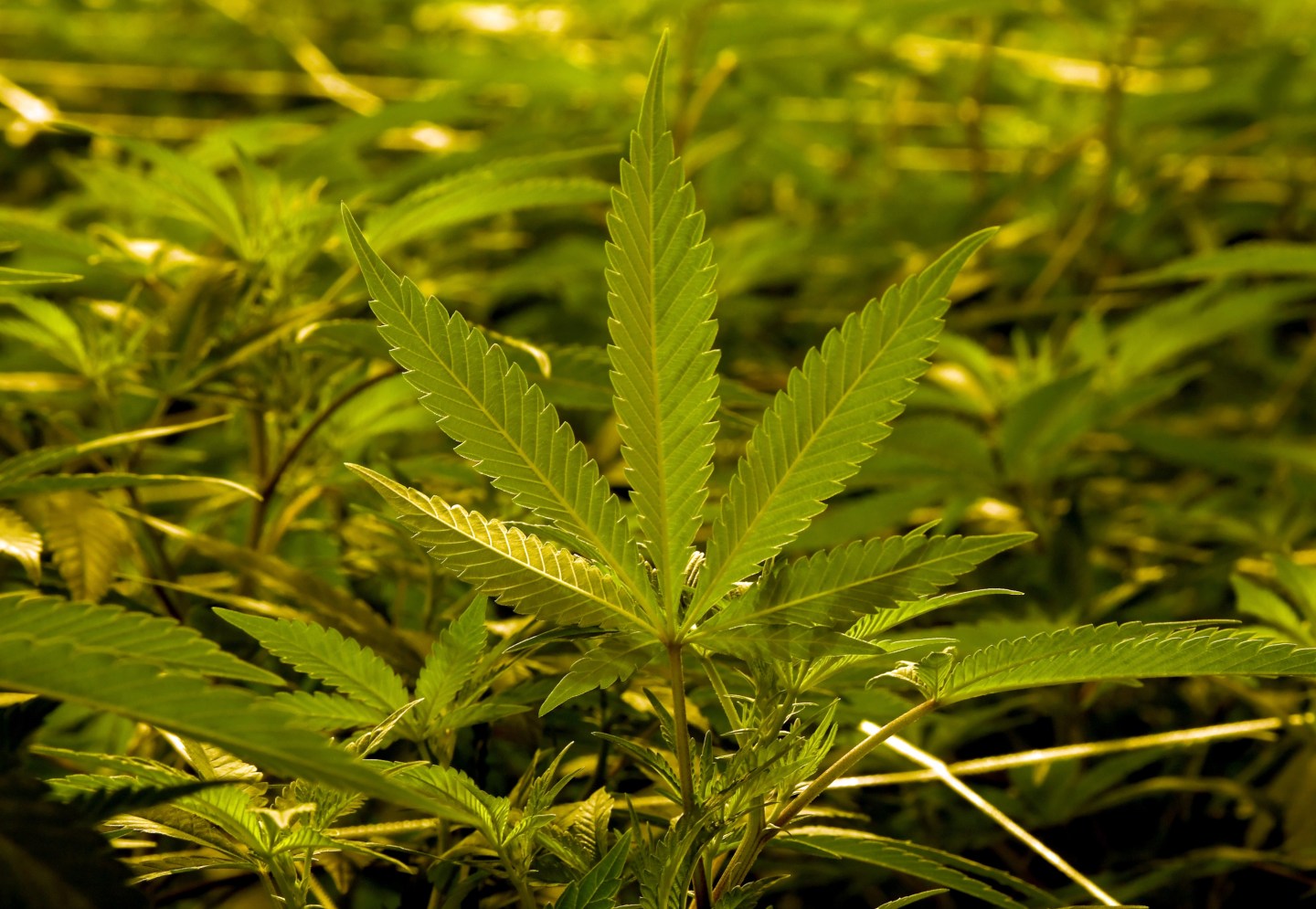 Marijuana Cultivation Center In Nevada Ramps Up Production As State Legalizes Recreation Use Of Weed