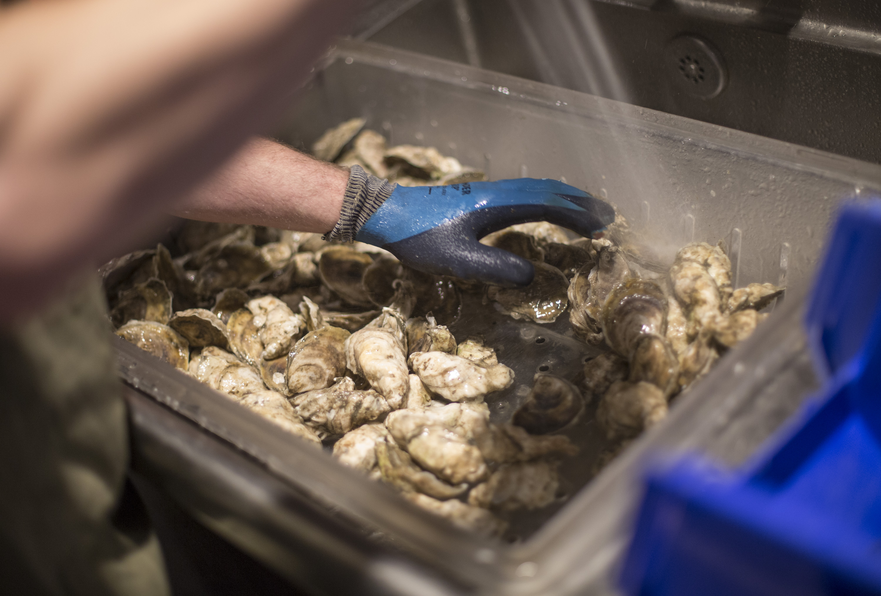 Basket Island oysters at Eventide