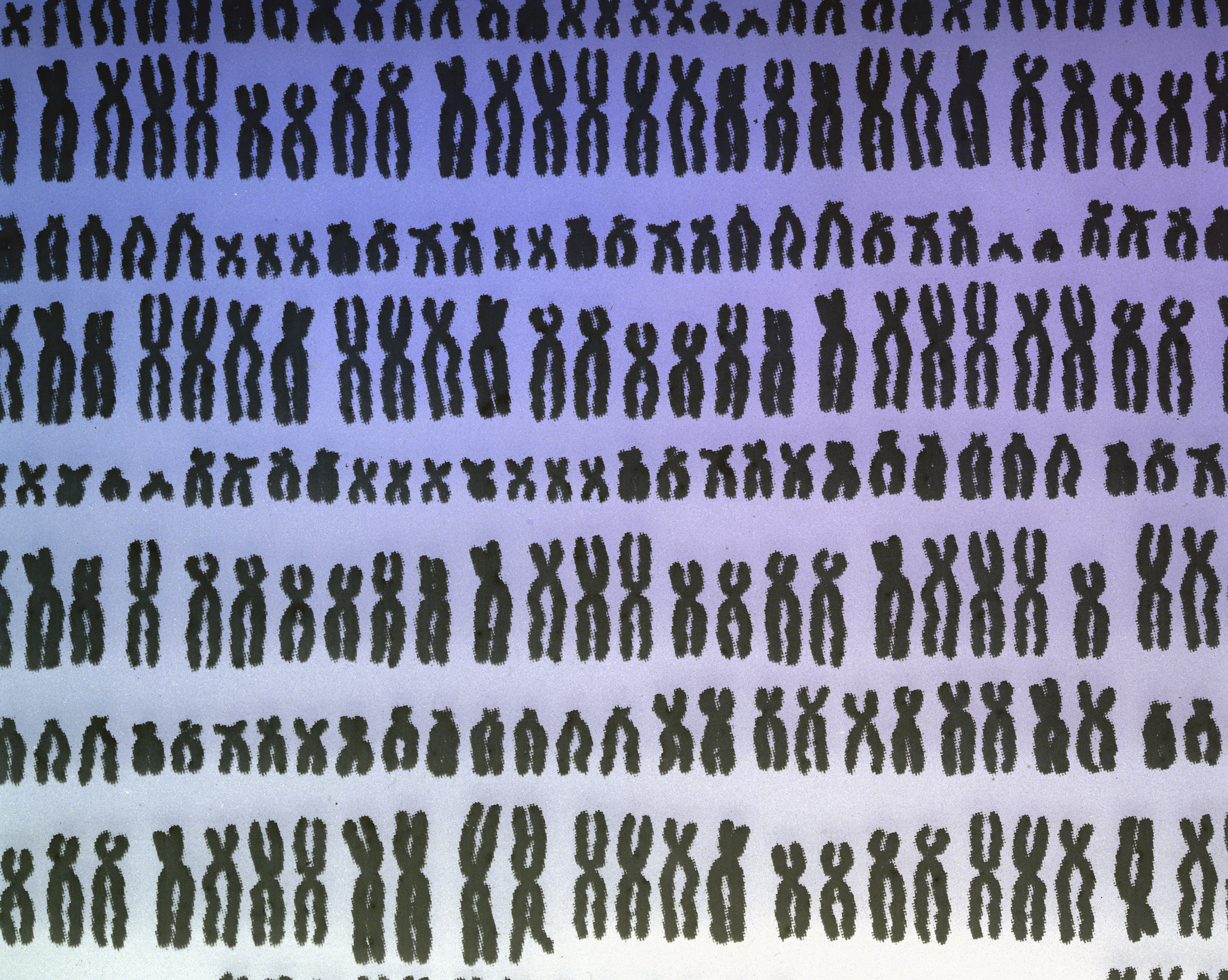 Repeated pattern of the 23 pairs of human chromosomes.