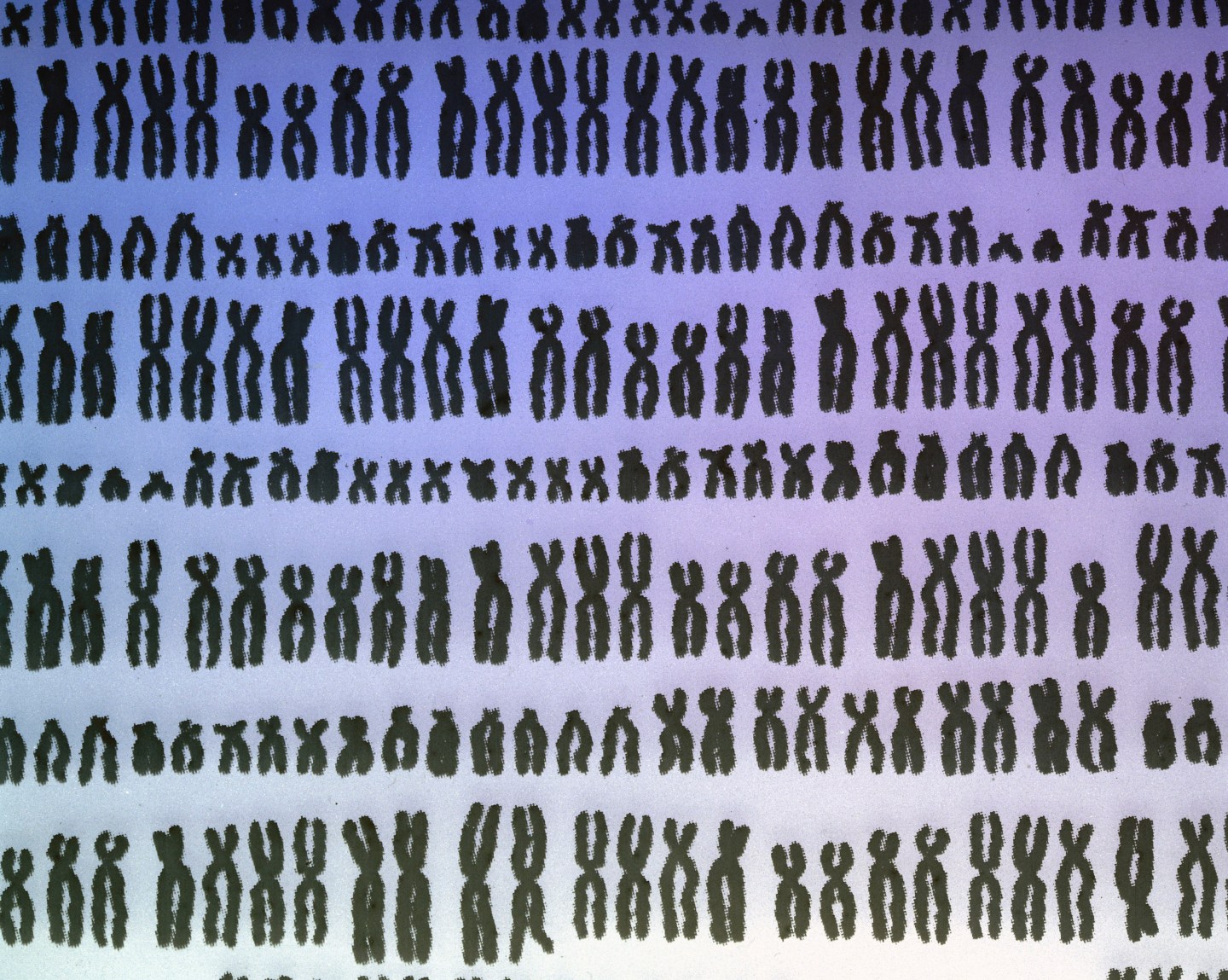 Repeated pattern of the 23 pairs of human chromosomes.
