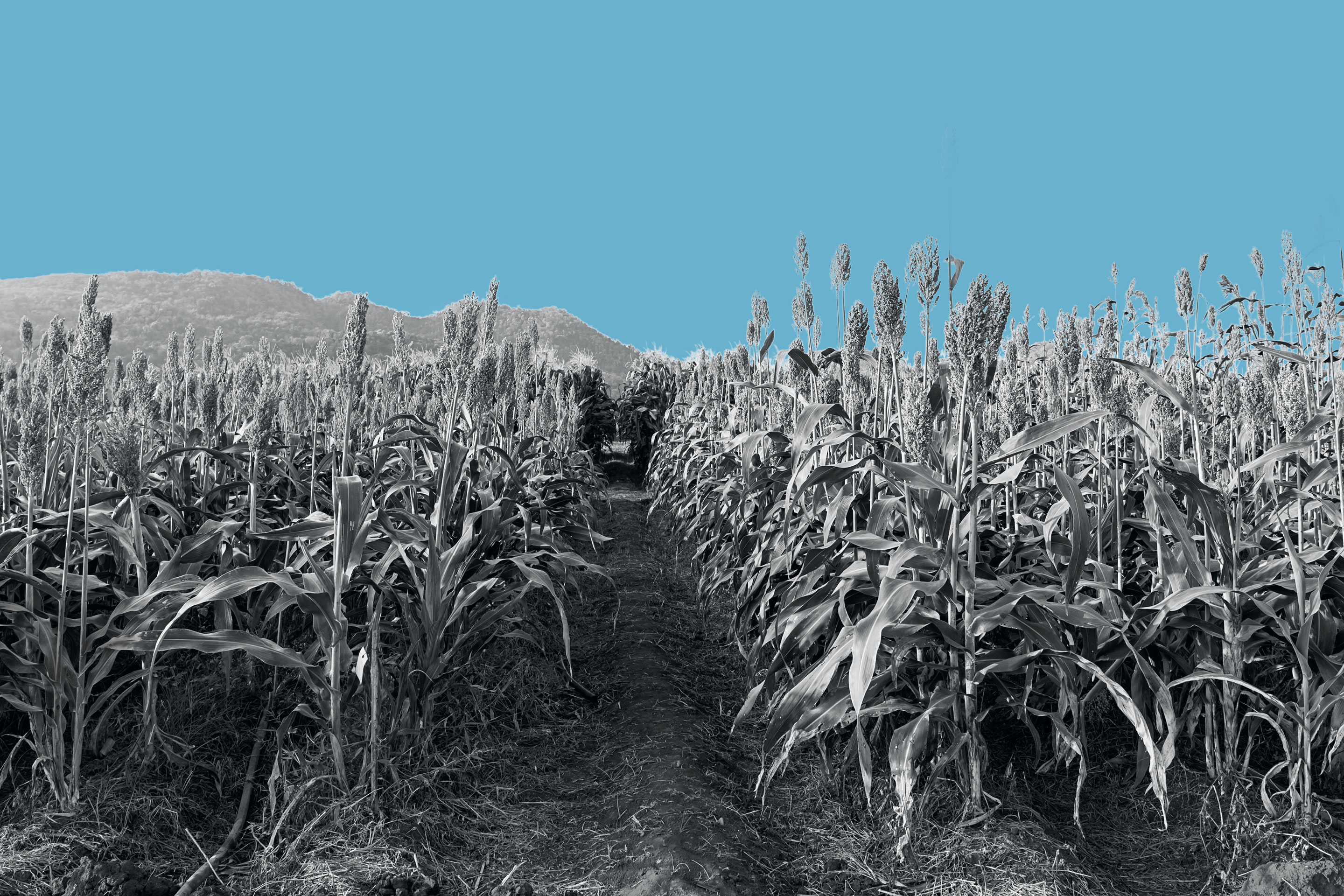 China says it will place a 179% import charge on U.S. sorghum (shown here).