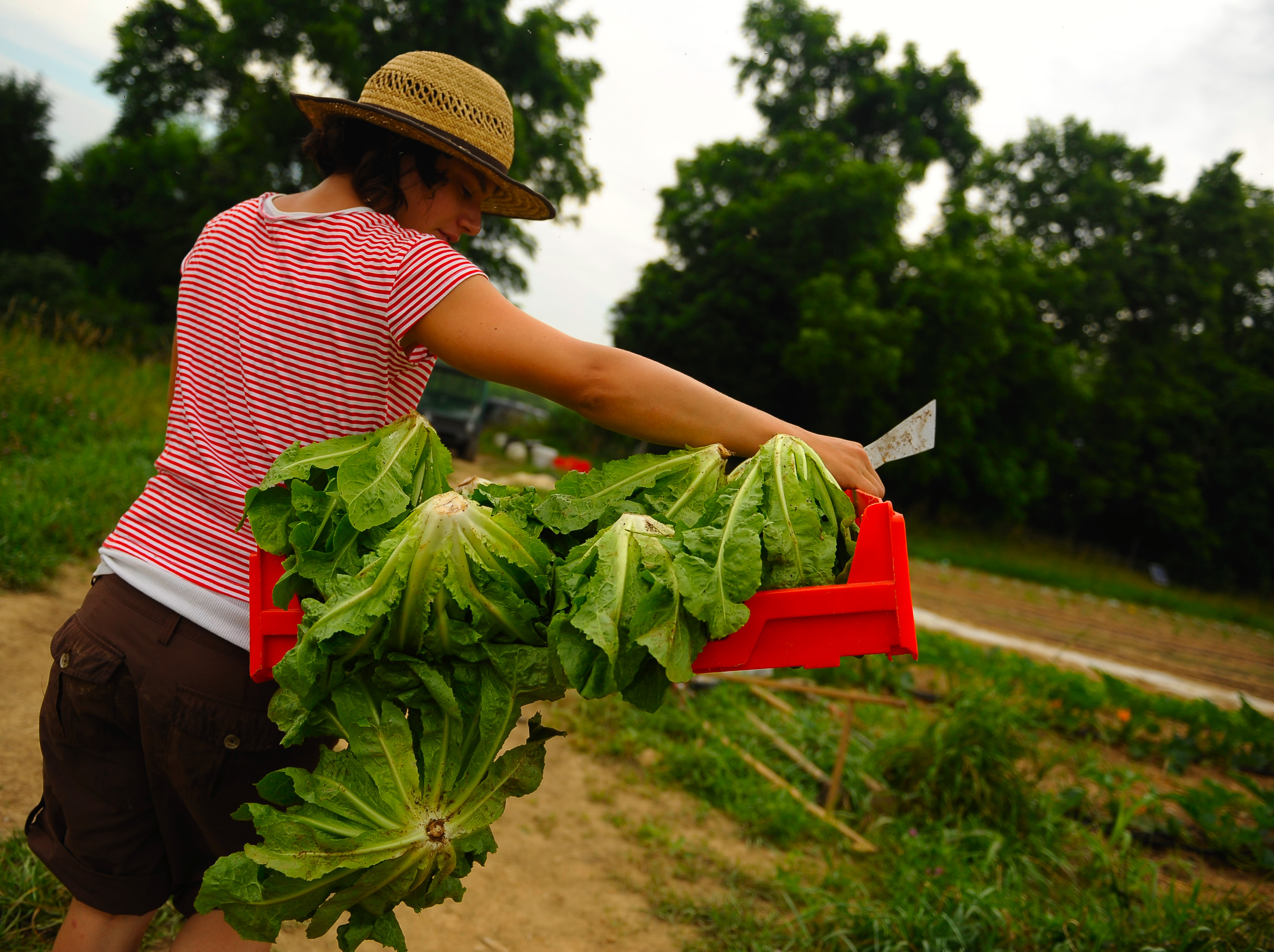 A woman farmer carries a bushel of romaine lettuce heads.