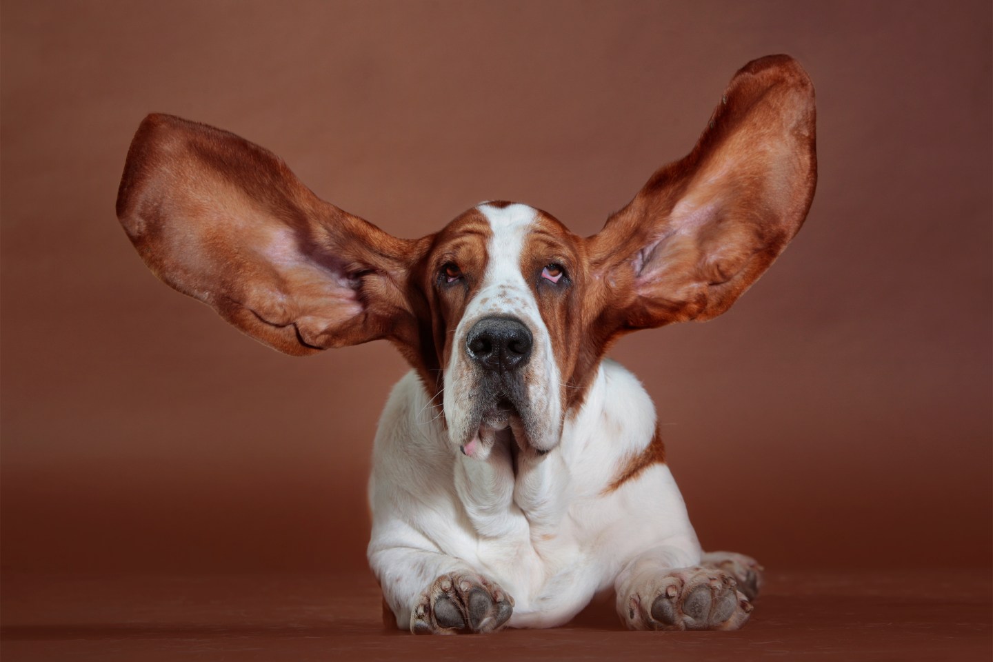 basset-hound-lost-bitcoin-scam