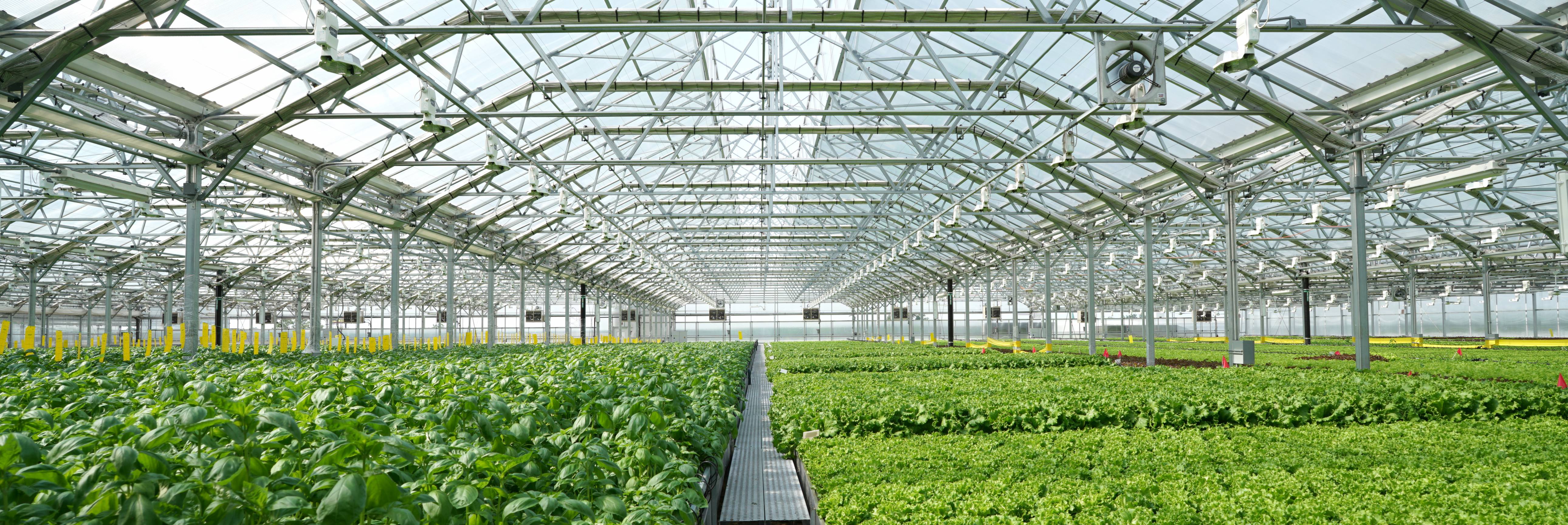 Gotham Greens Pullman_Credit Gotham Greens and Julie McMahon