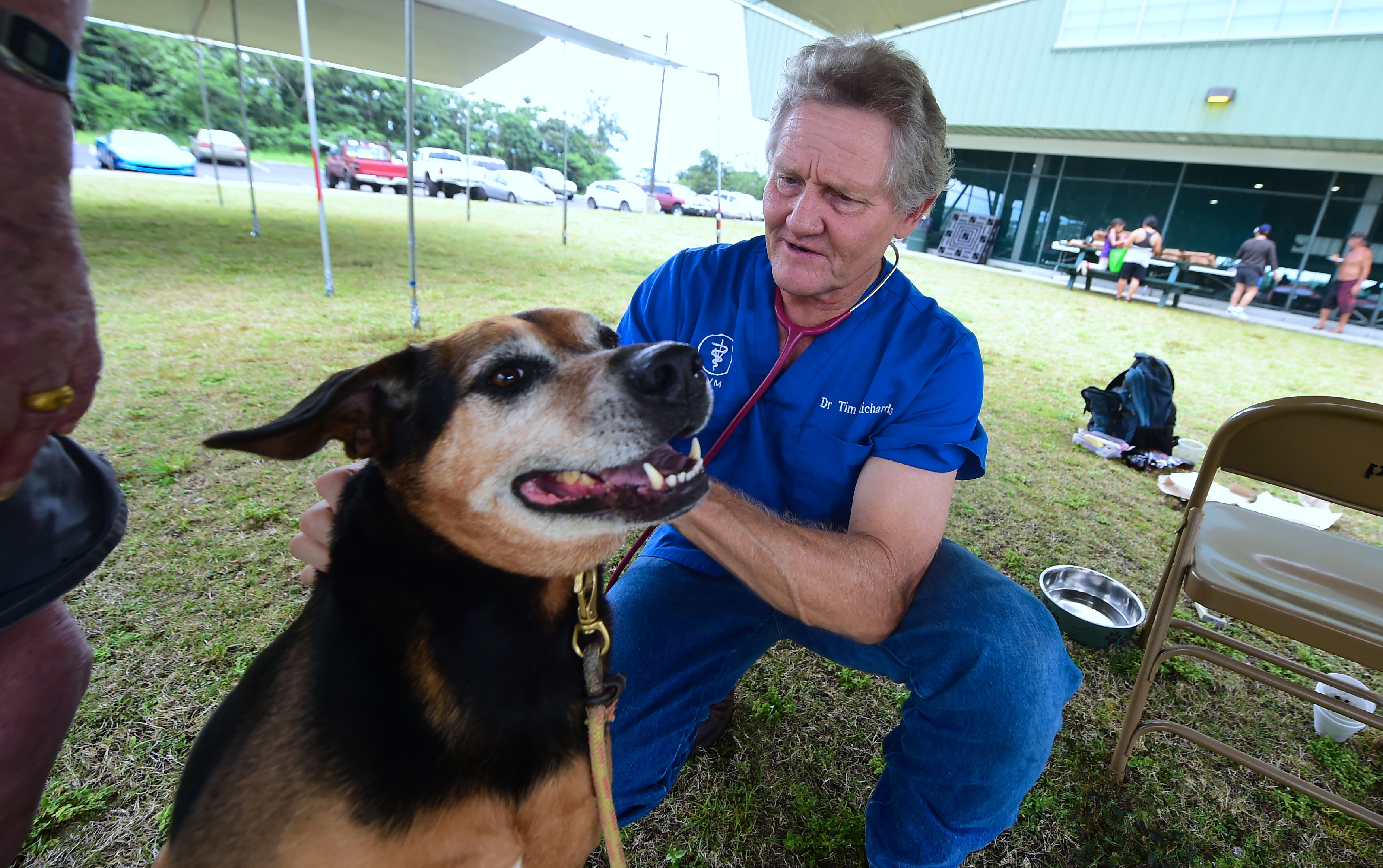 A veterinarian checks on a dog at the Pahoa Community Center in Hawaii.