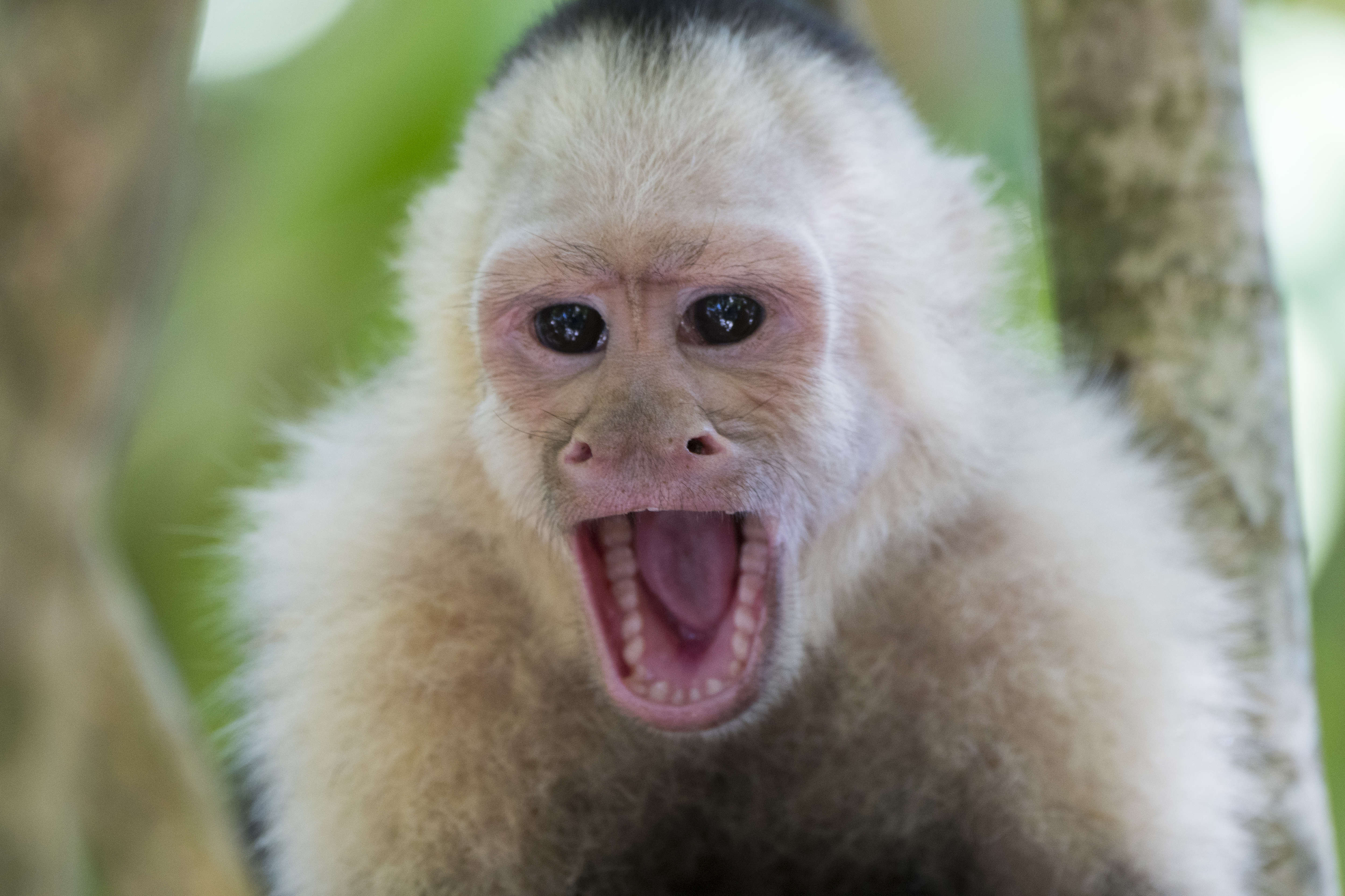Close-up of a white-faced capuchin monkey (Cebus capucinus)