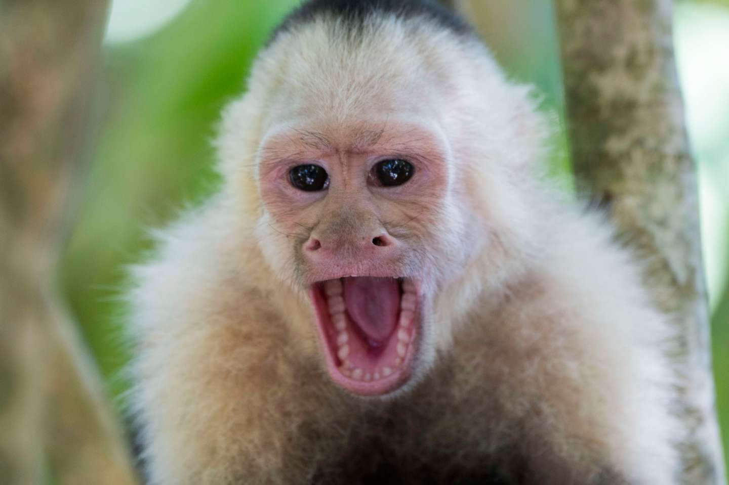 Close-up of a white-faced capuchin monkey (Cebus capucinus)