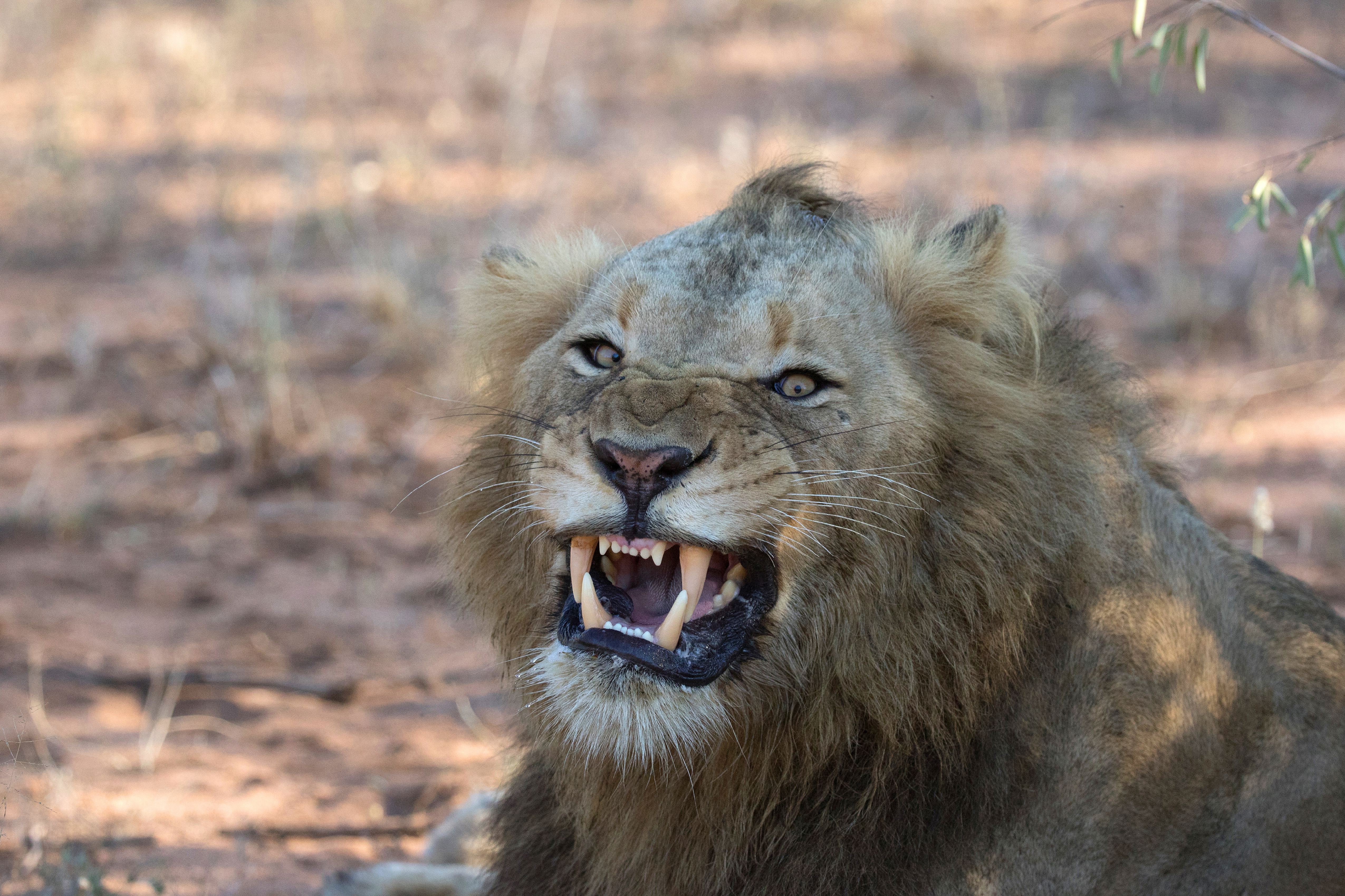 Kruger National Park. Lion Yawning (Panthera Leo). South Africa.