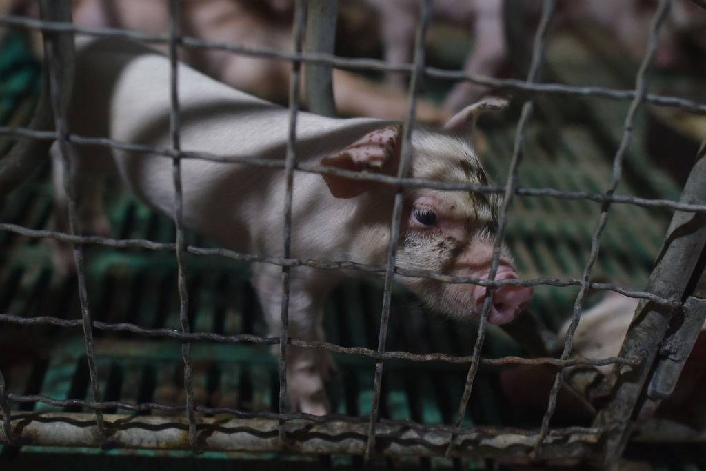 China Pork Industry