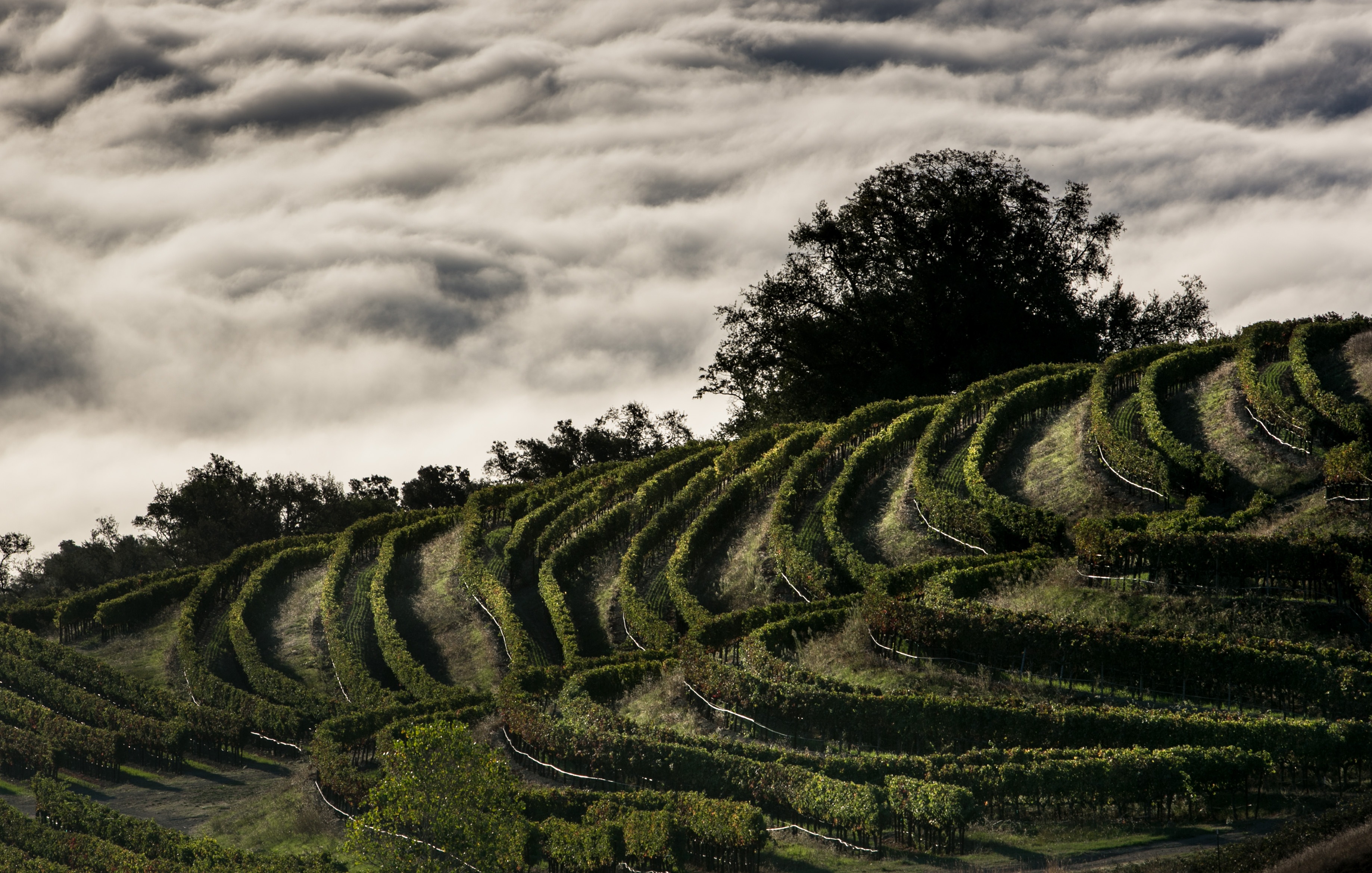 California Wine Grape Harvest Ends