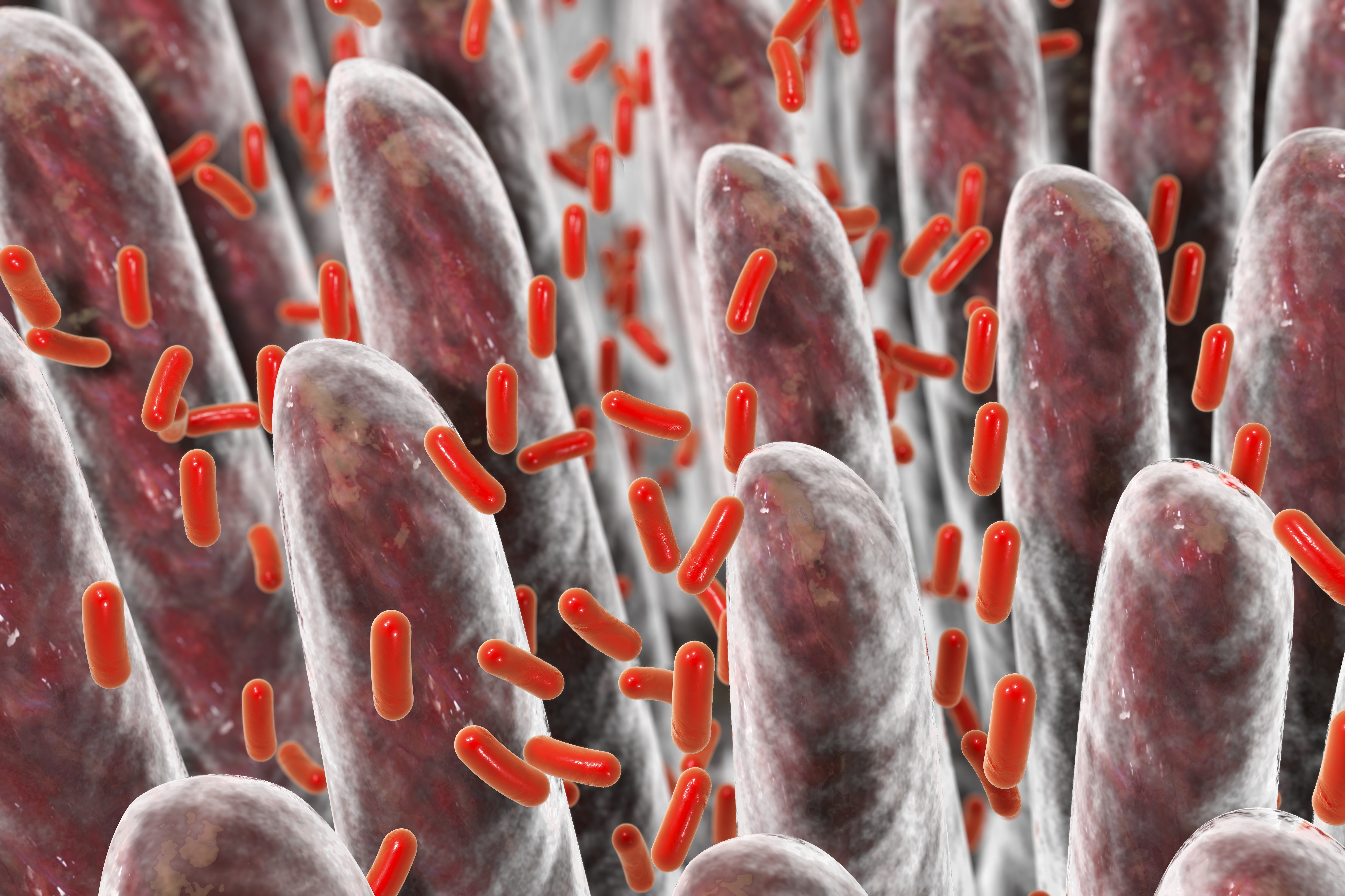 Weight loss diet gut bacteria