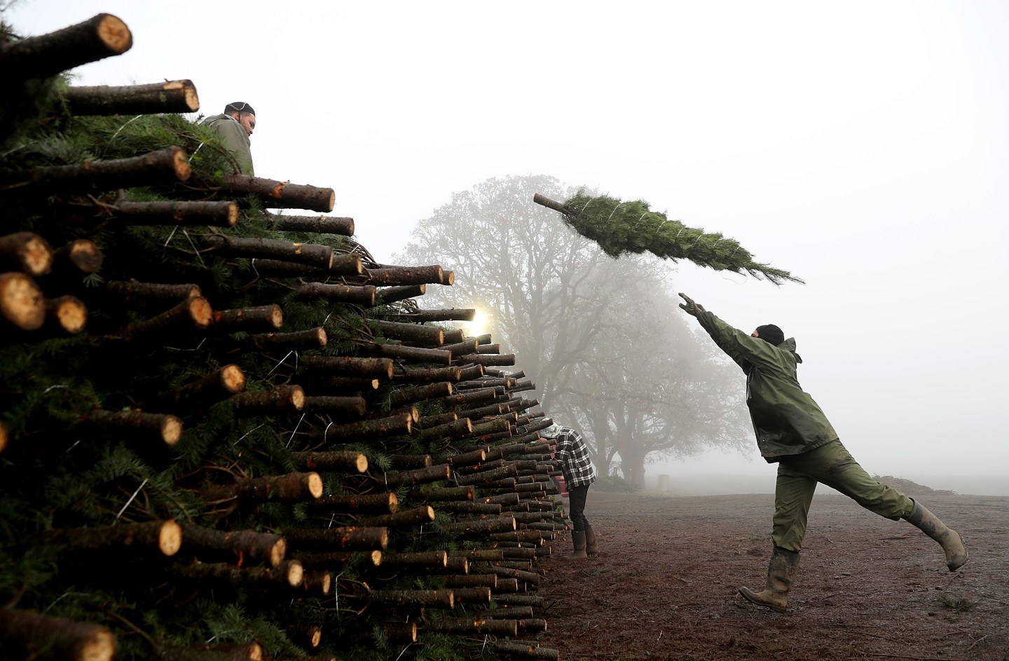Oregon Christmas Tree Farm Harvests Trees For Upcoming Holiday Season