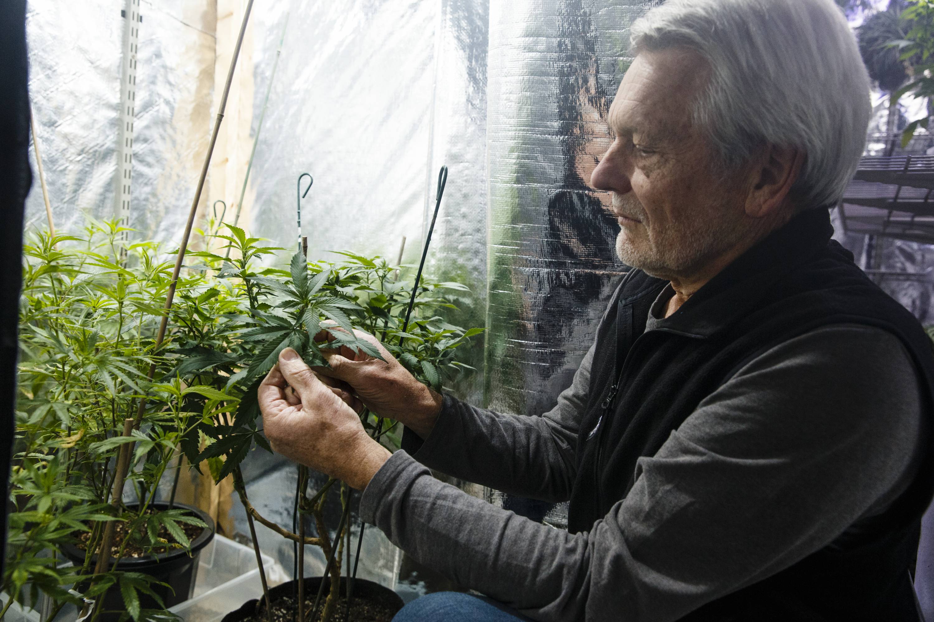 With Legal Pot Sales Coming, Baby Boomers Are Ready To Resume The Party