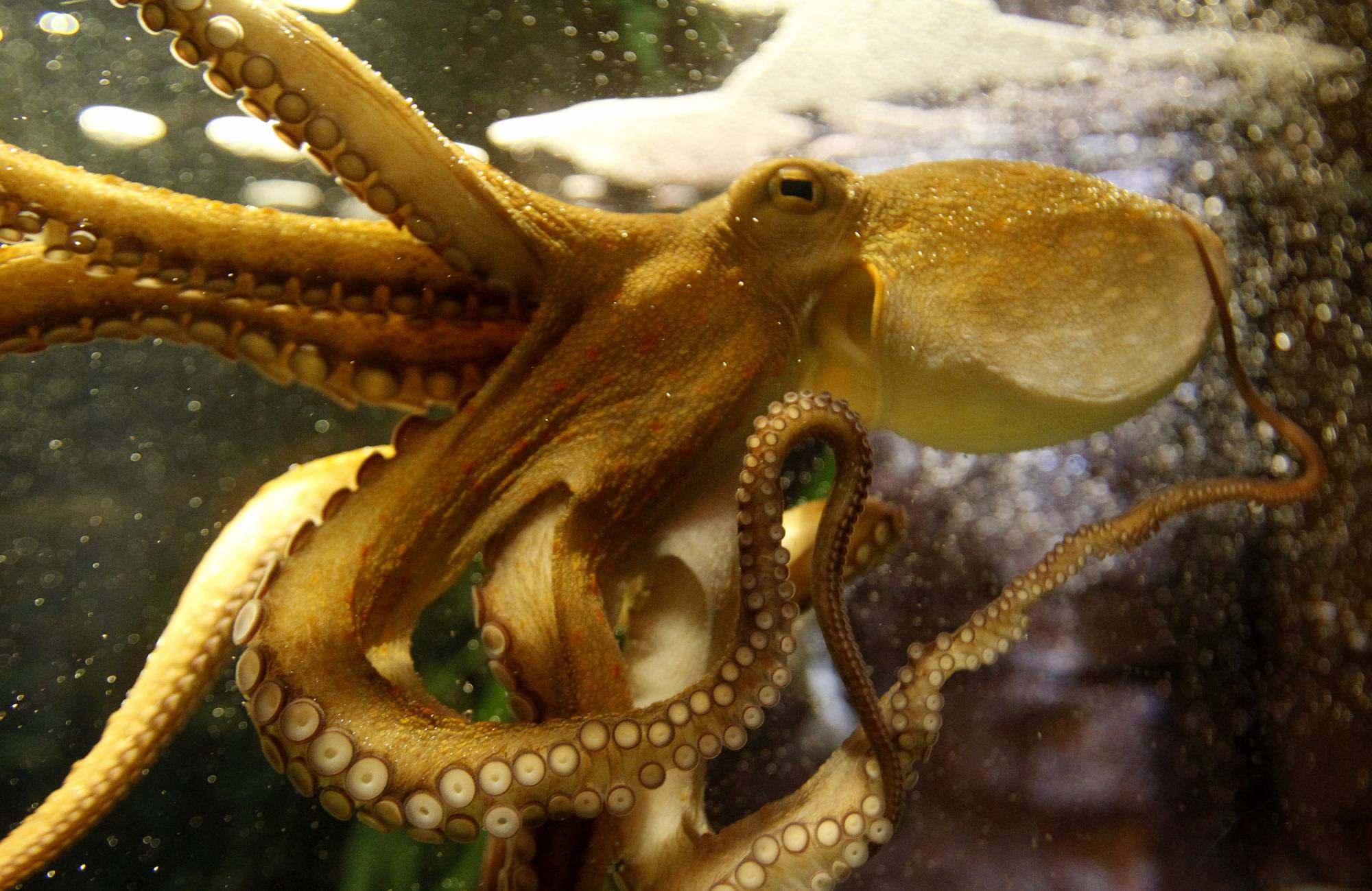 Octopus Ophira is pictured as it predicts Germany's victory in Women's World Cup soccer match at Sea Life Aquarium in Berlin