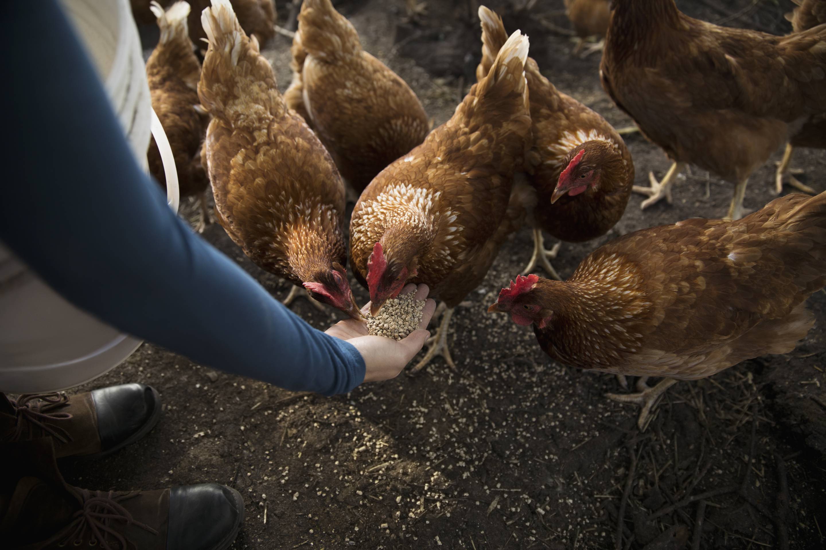 Chickens
