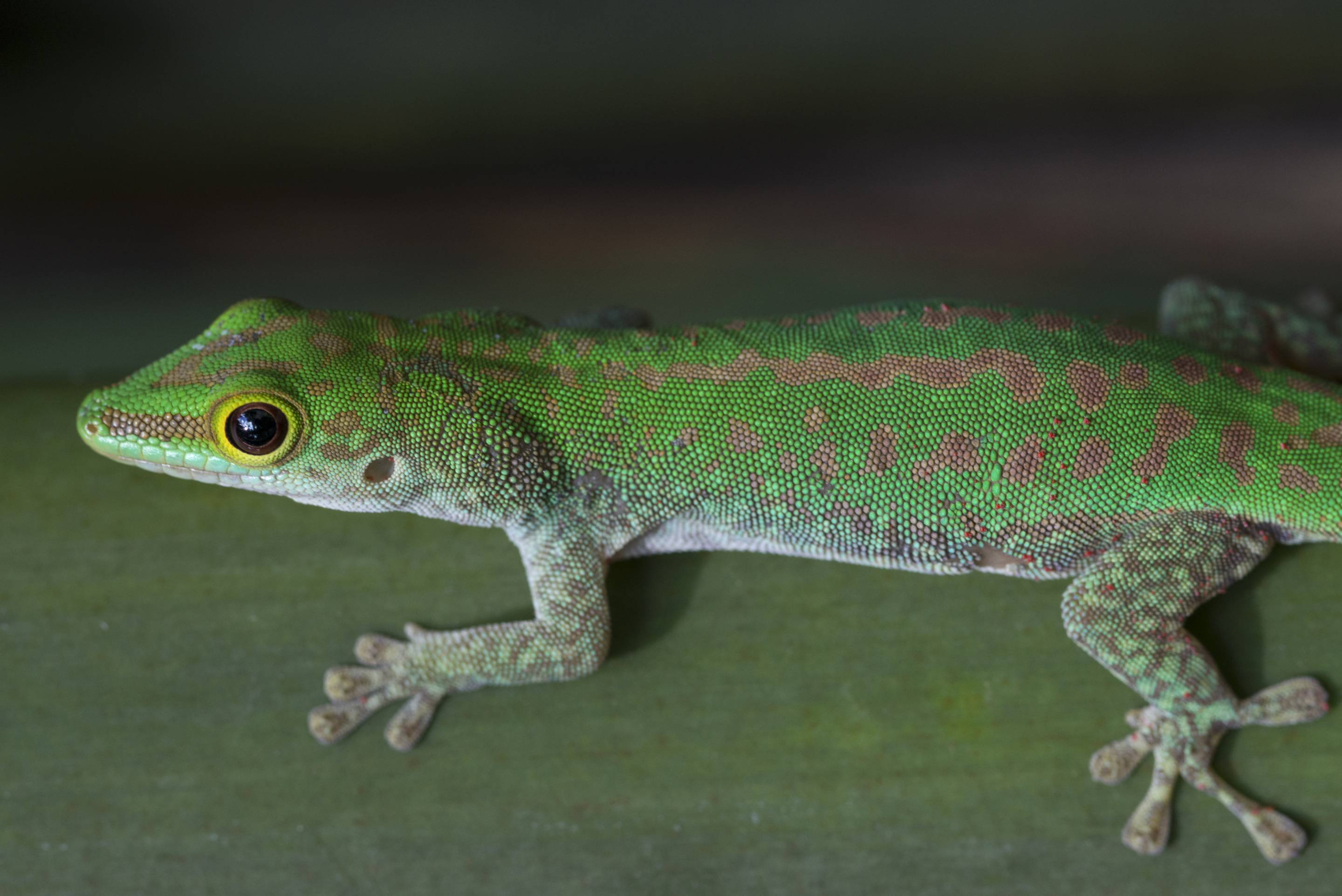 Seychelles day gecko, Gekkonidae
