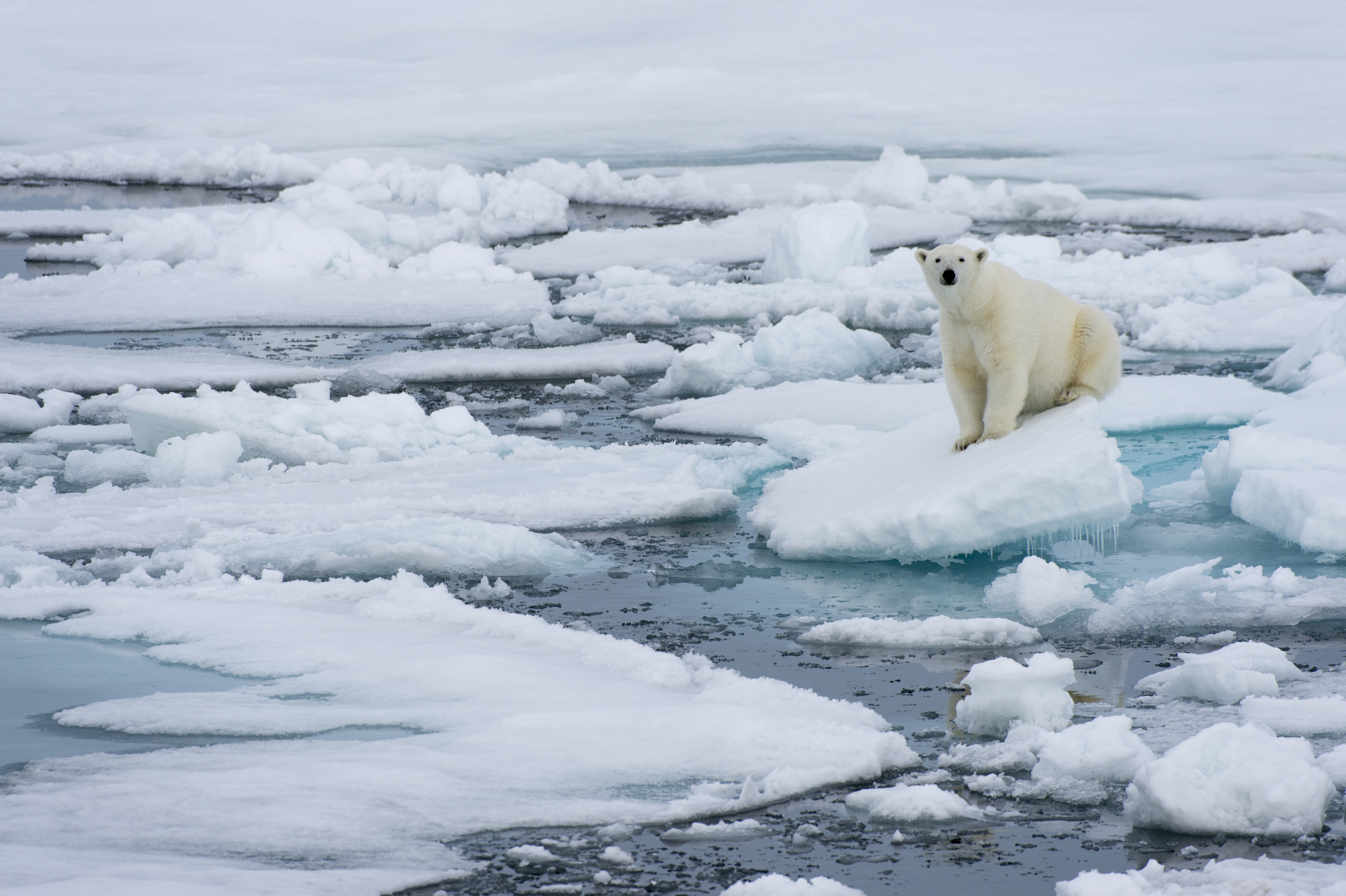 A polar bear (Ursus maritimus) on the pack ice north of