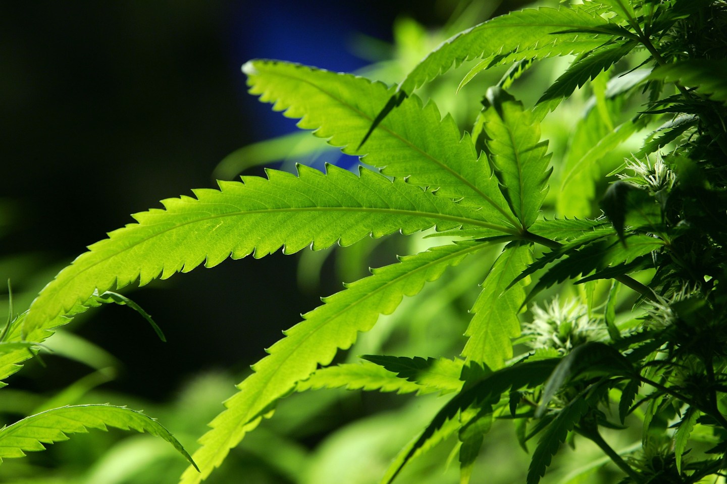 Ban Introduced On Smoking Marijuana In Public Areas