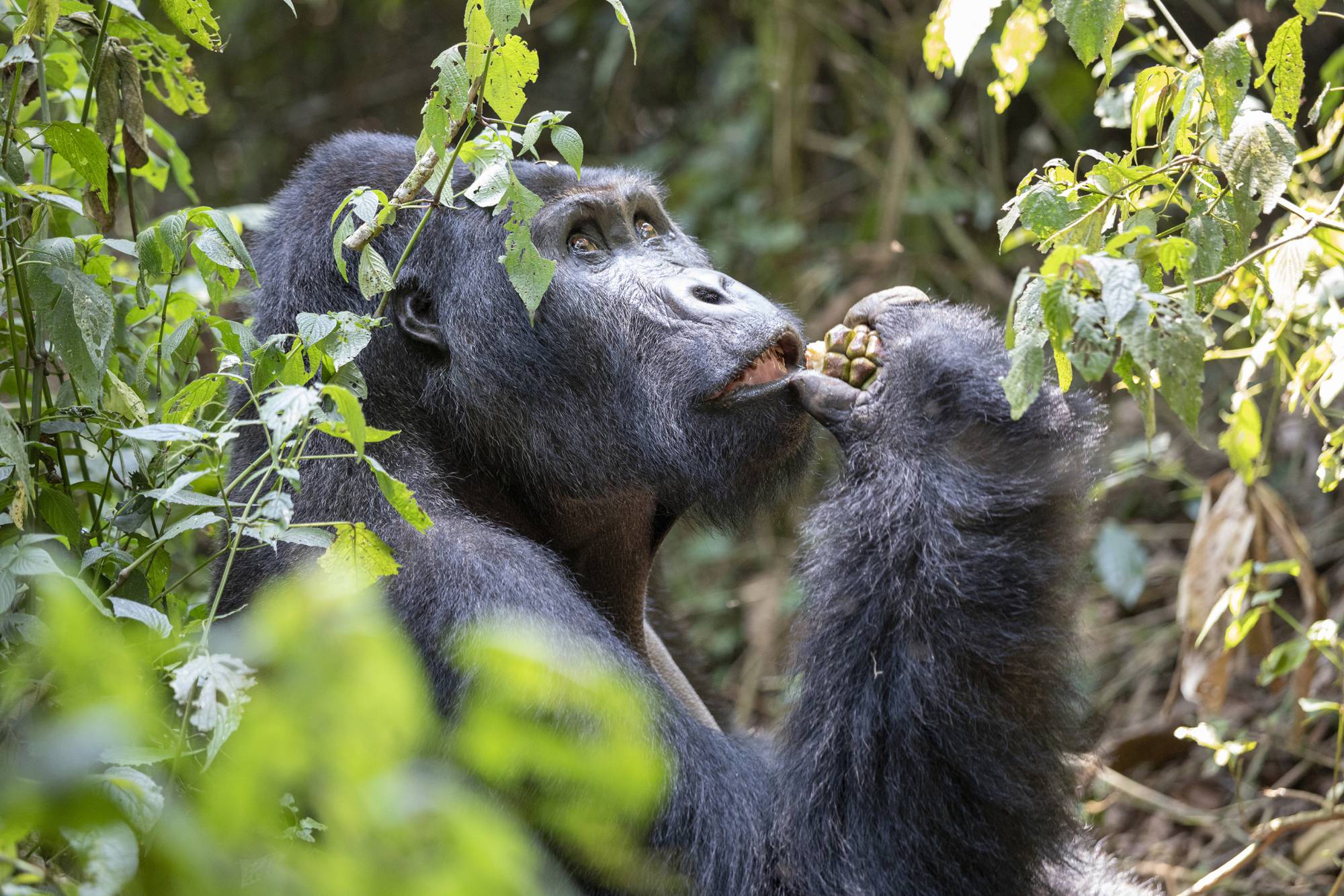 Gorilla beringei beringei endangered