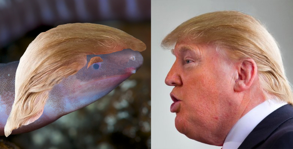 The recently-discovered blind caecilian will be called the Dermophis donaldtrumpi